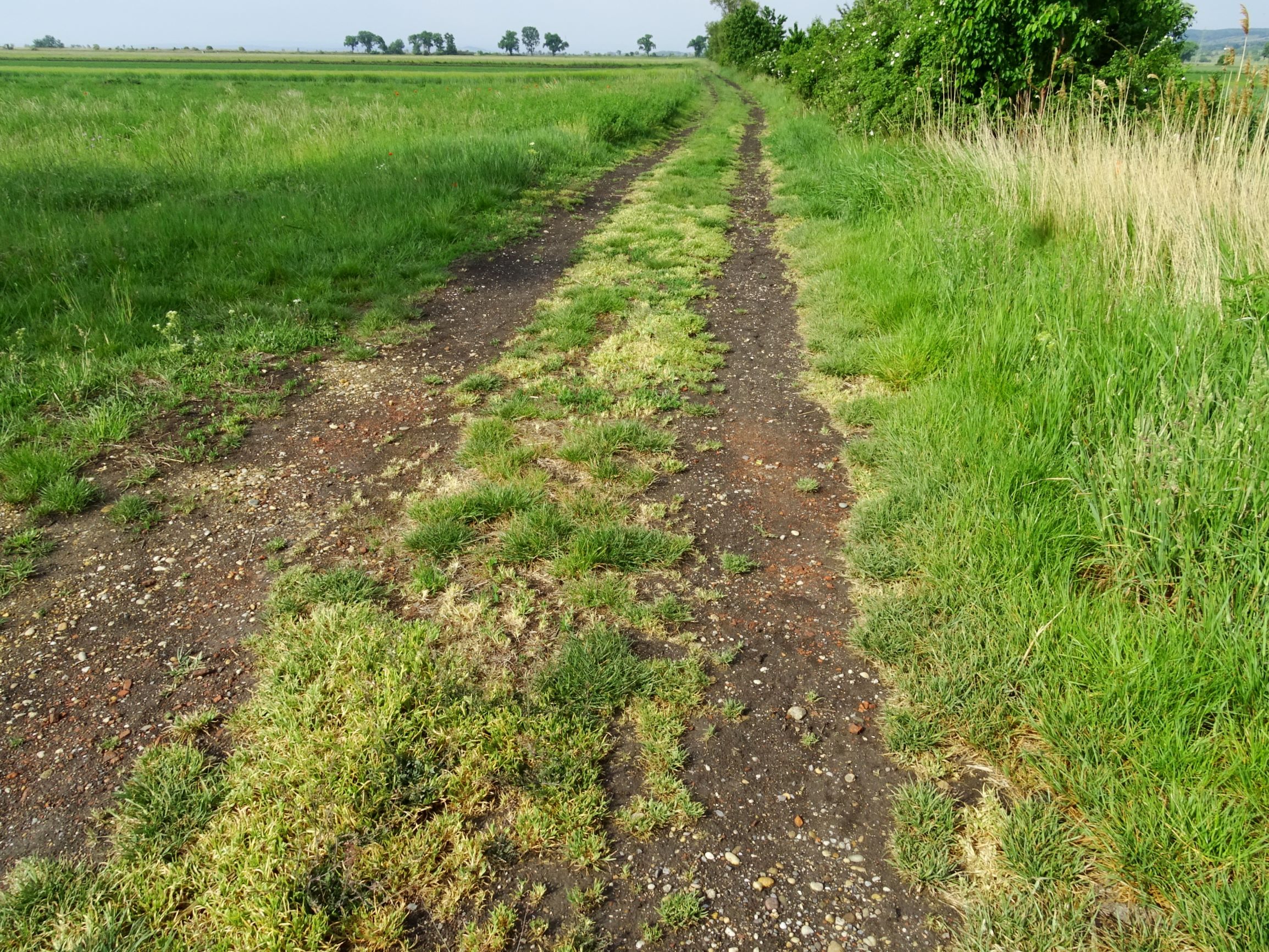 DSC05287 seevorland sclerochloa dura.JPG