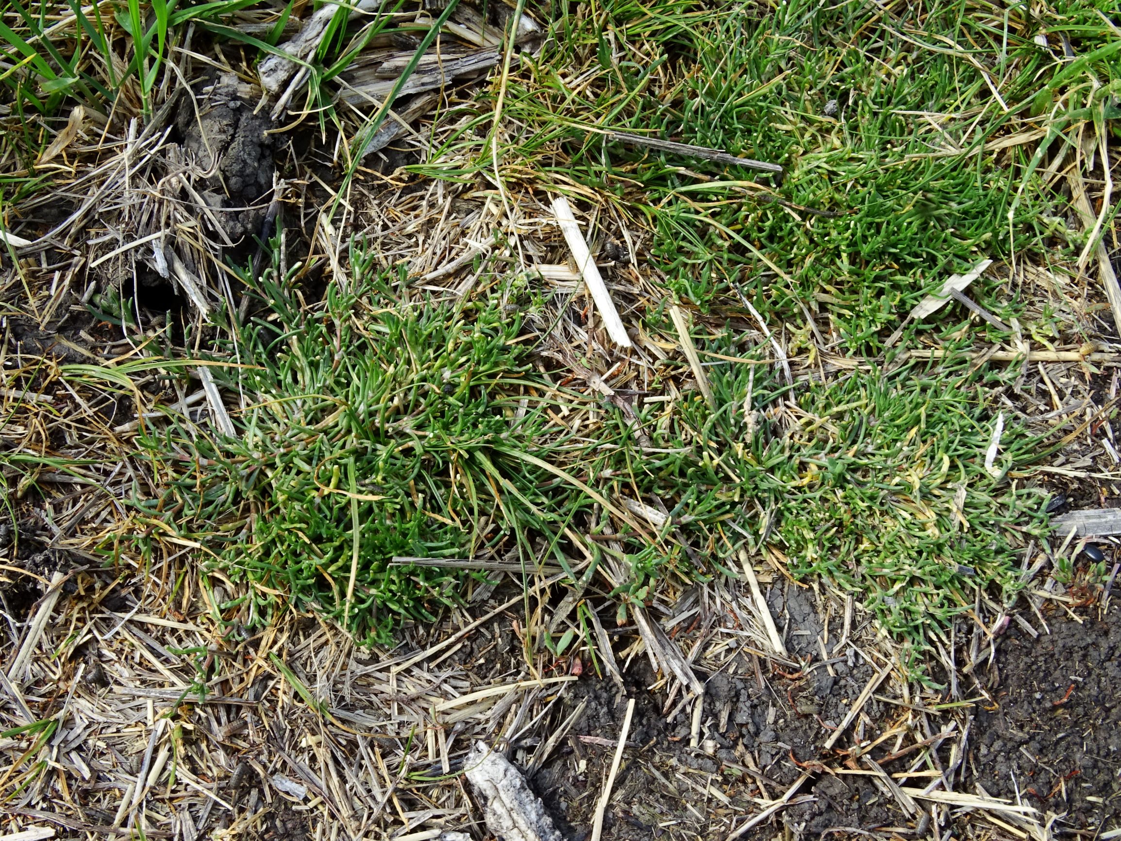 DSC05322 seevorland spergularia cf. maritima.JPG