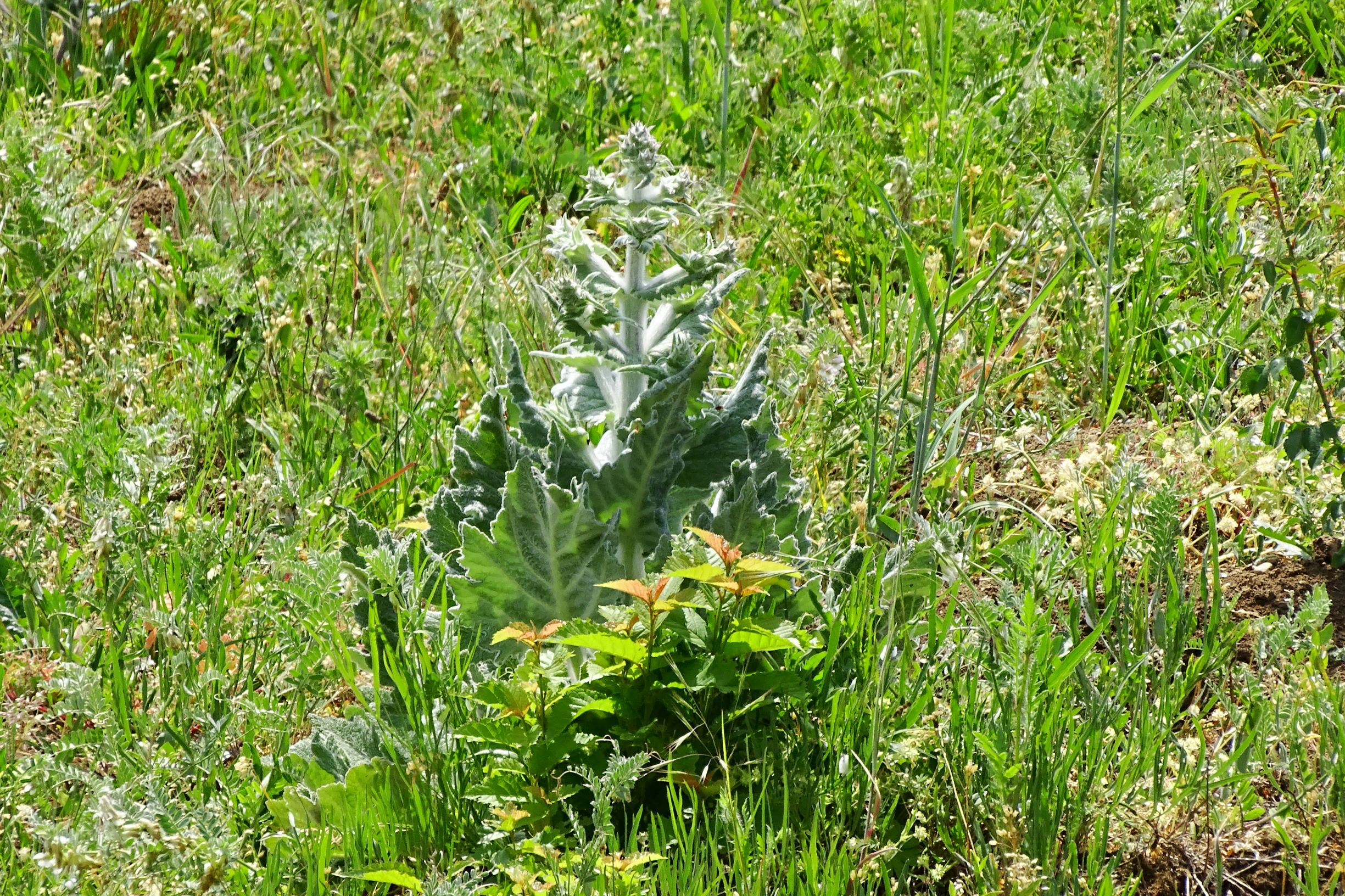 DSC05408 breitenbrunn-süd salvia aethiopis.JPG