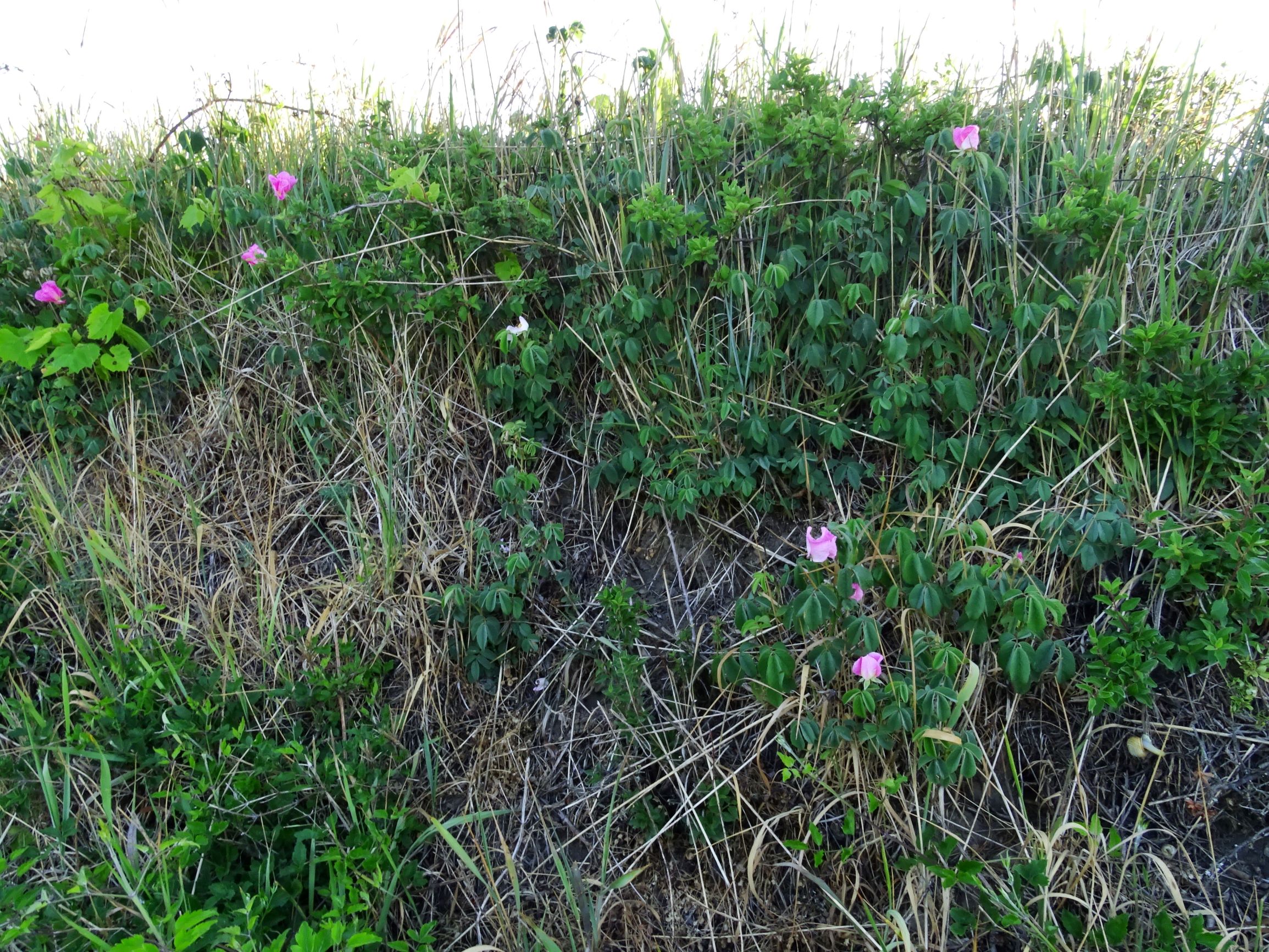 DSC06900 rosa gallica.JPG