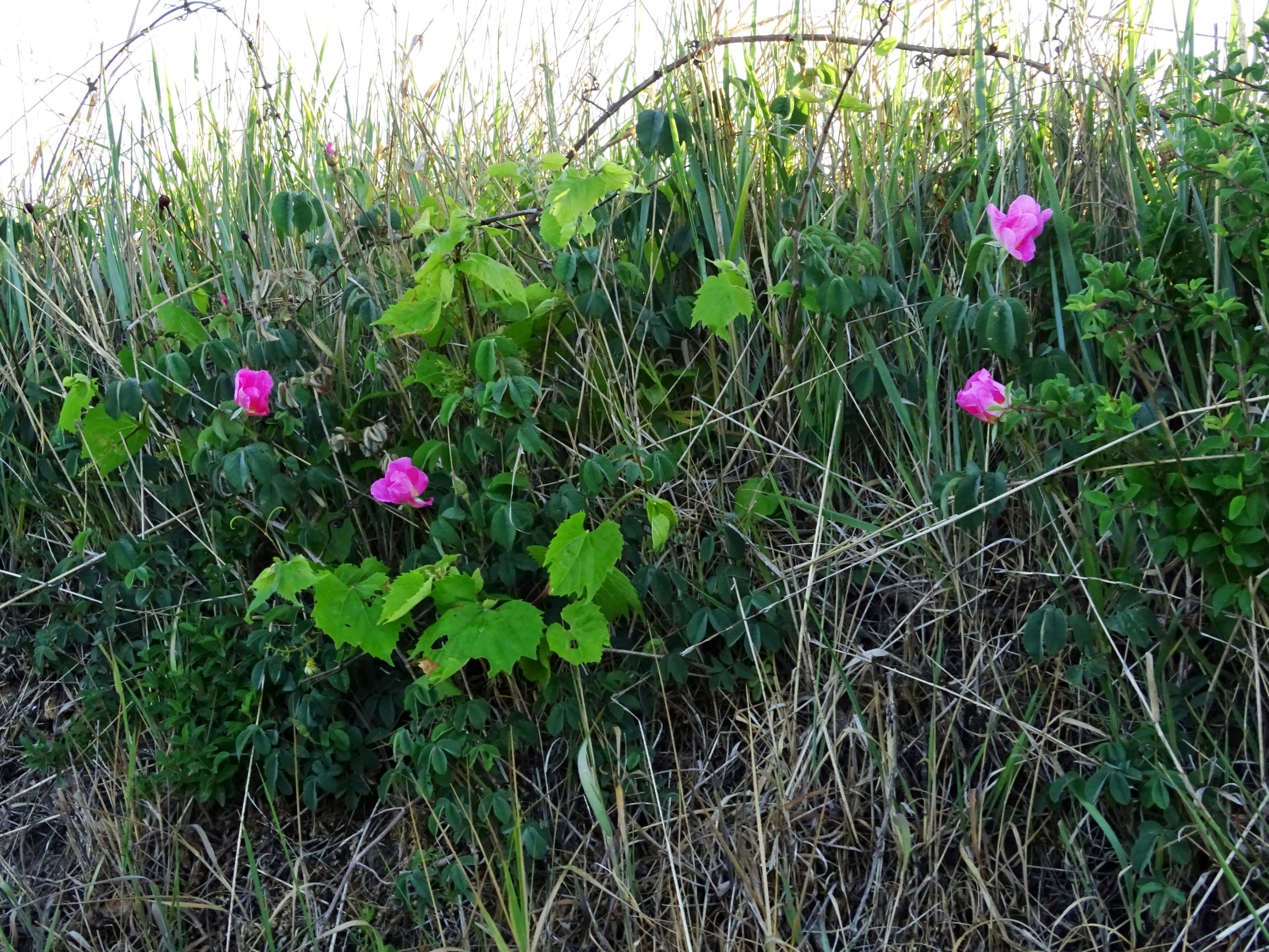 DSC06902 rosa gallica.JPG