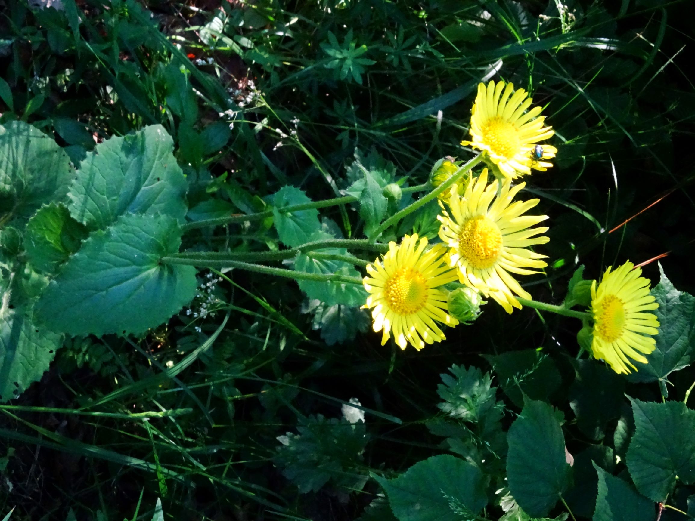DSC06940 doronicum pardalianches.JPG