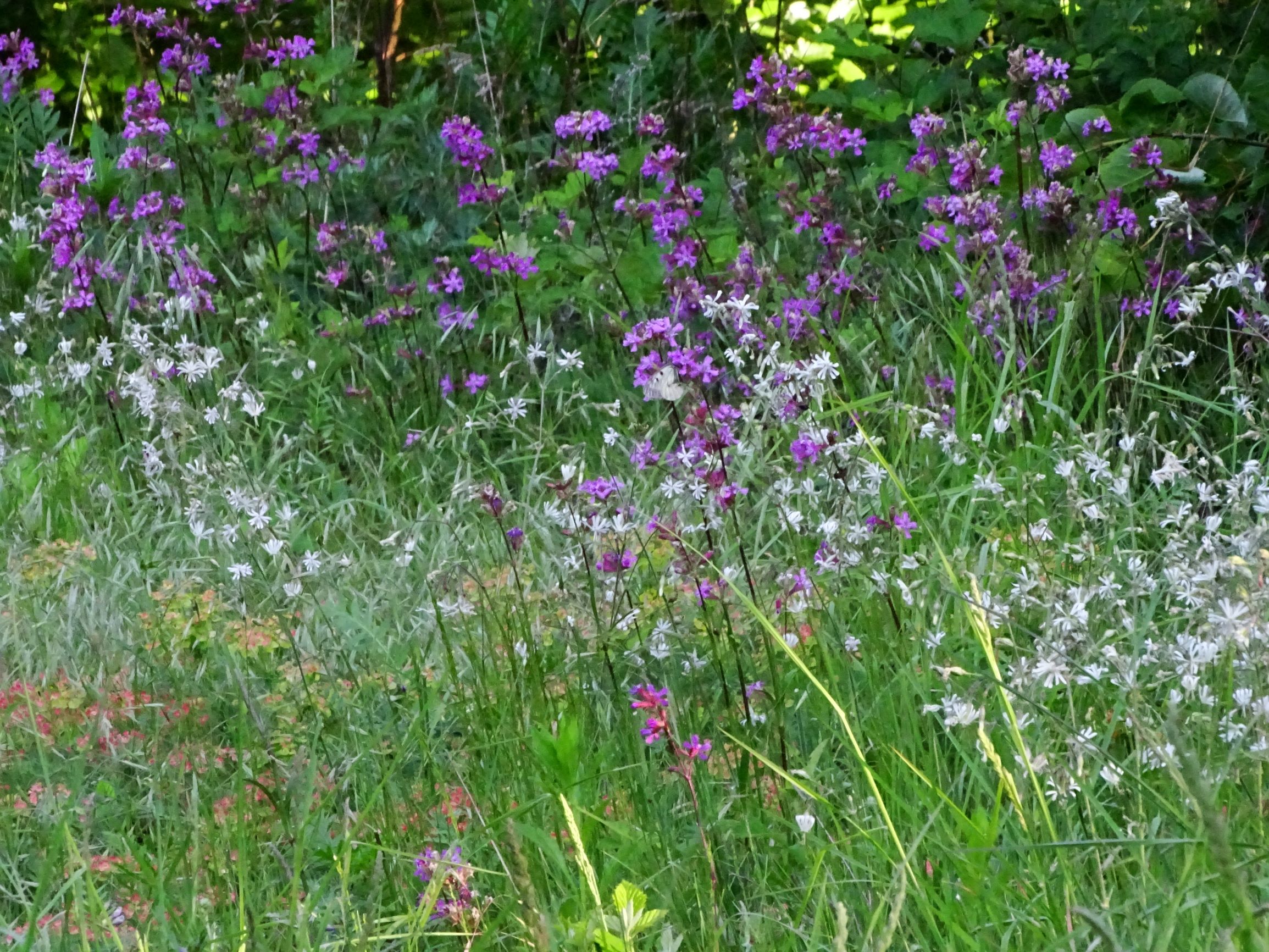 DSC06965 viscaria vulgaris, silene nutans und darauf parnassius mnemosyne.JPG