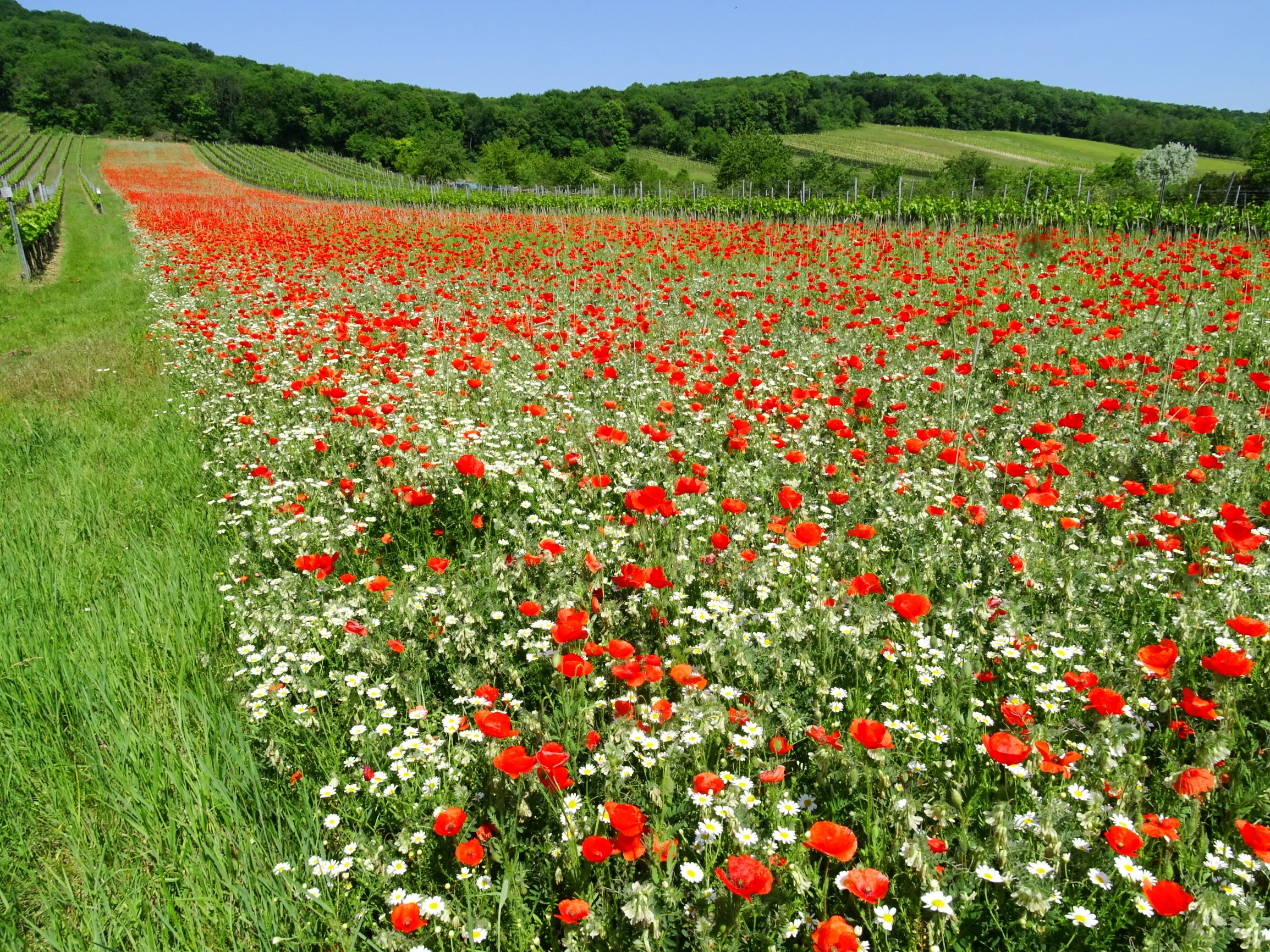 DSC07233 papaver rhoeas, anthemis austriaca, vicia p.pannonica.JPG