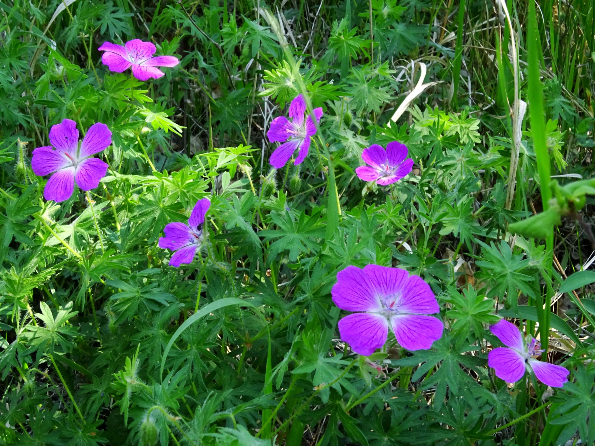 DSC07253 geranium sanguineum.JPG