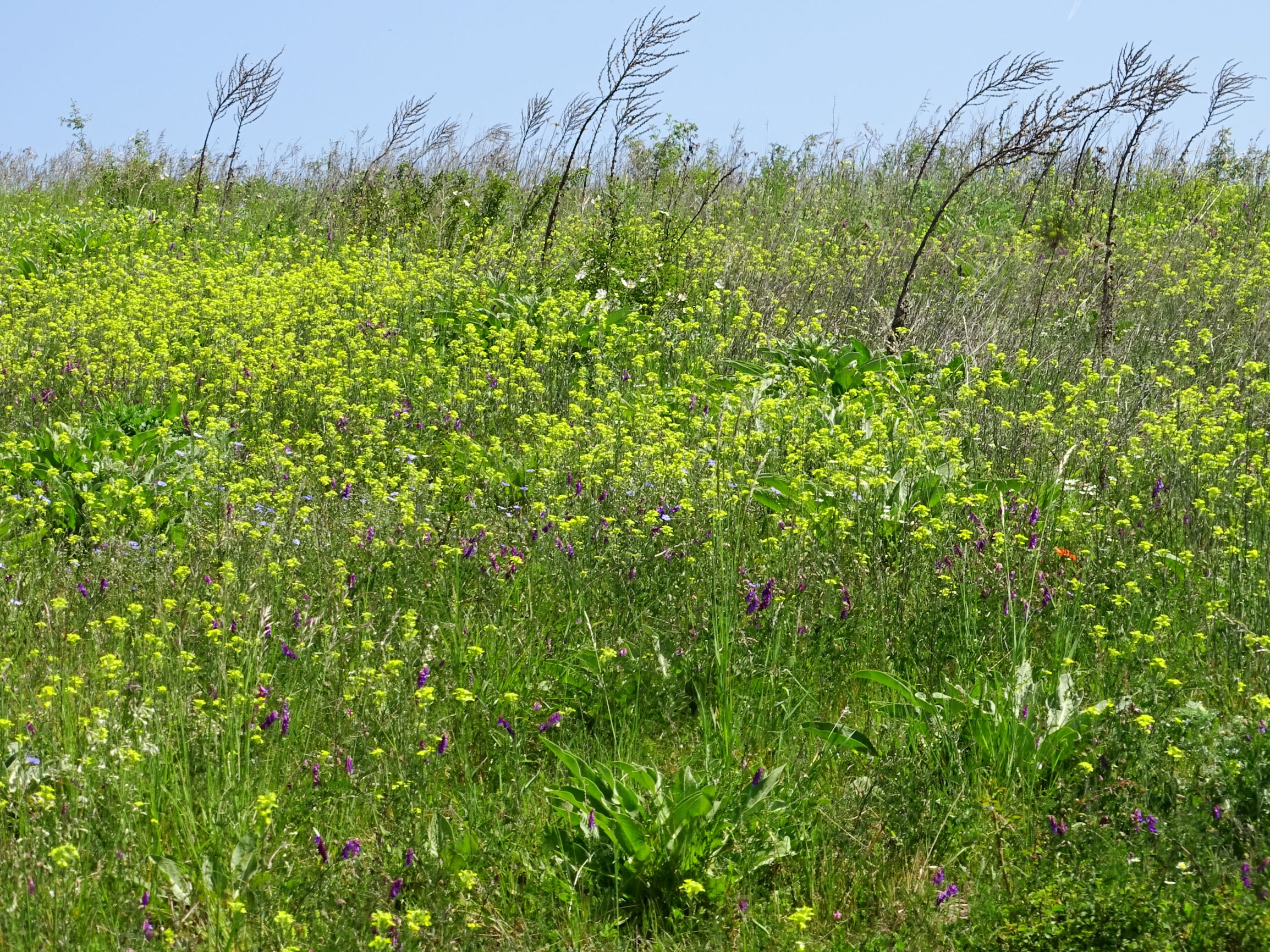 DSC07336 erysimum sp., verbascum speciosum.JPG