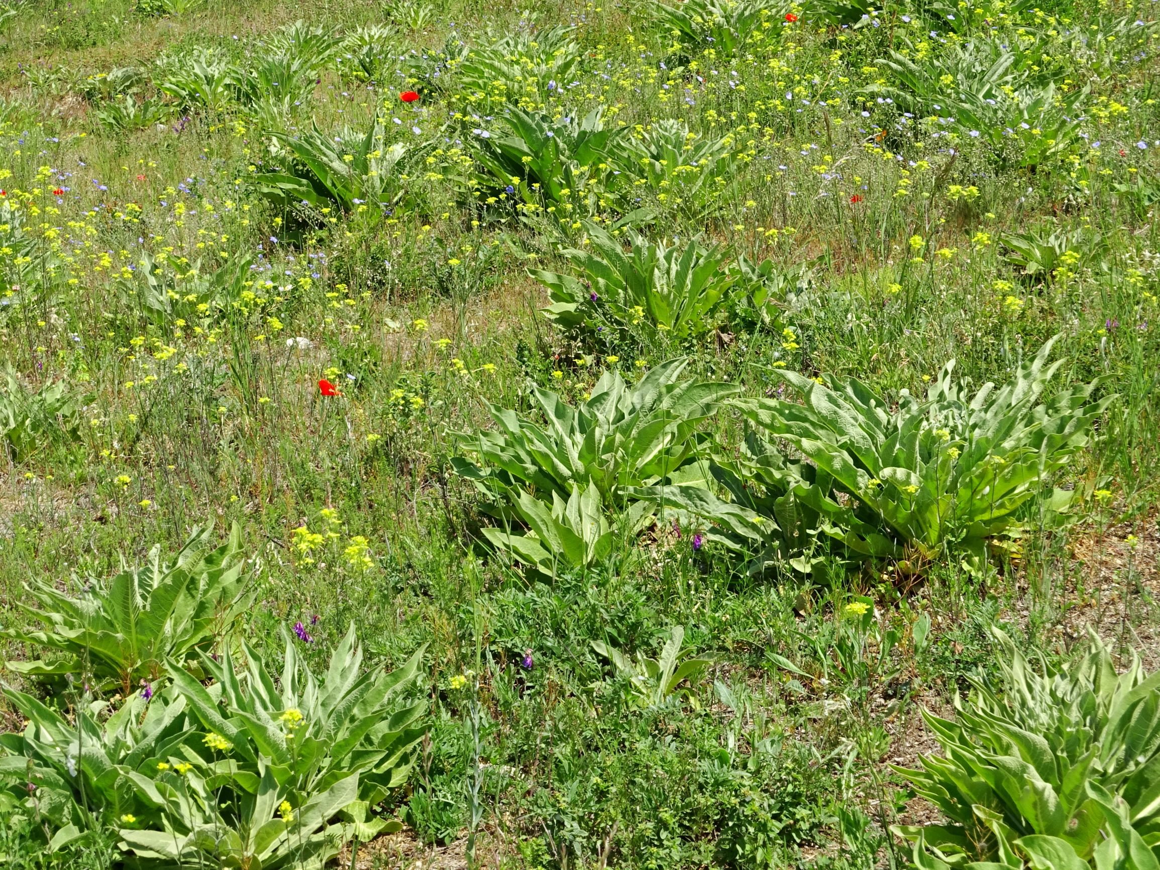 DSC07342 erysimum sp., verbascum speciosum, papaver rhoeas etc..JPG