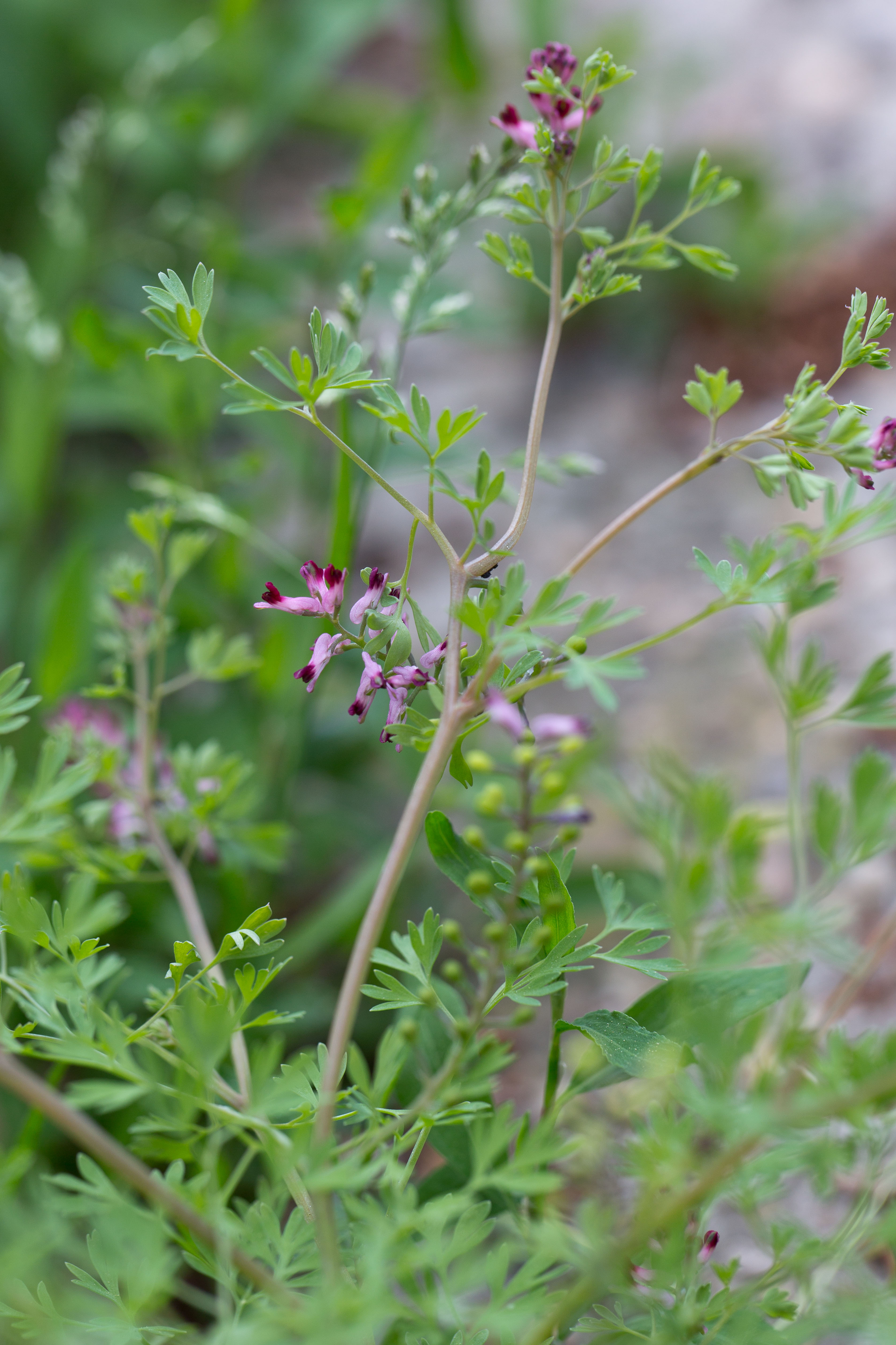 Fumariaceae_Fumaria schleicheri 2-2.jpg