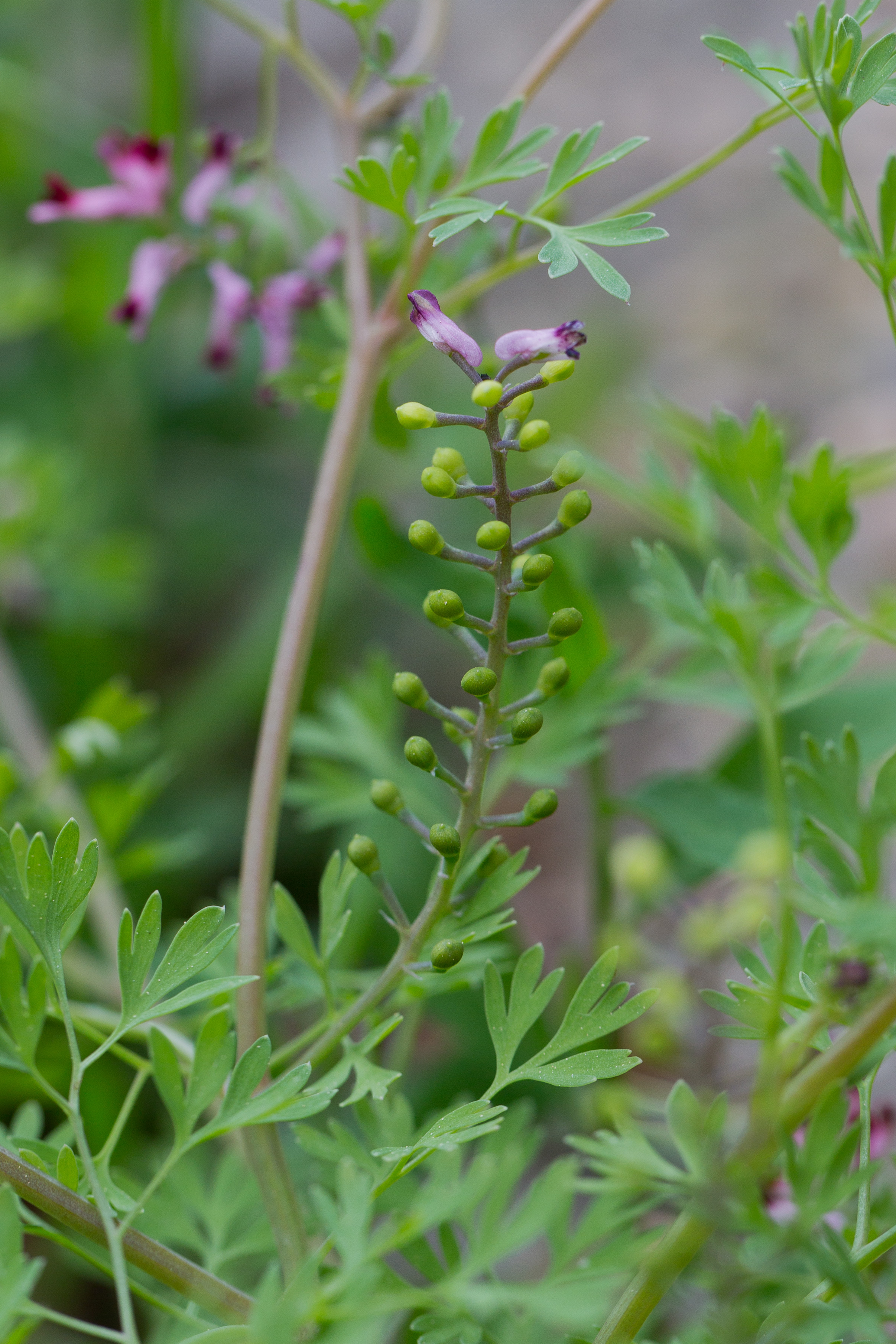 Fumariaceae_Fumaria schleicheri 3-2.jpg
