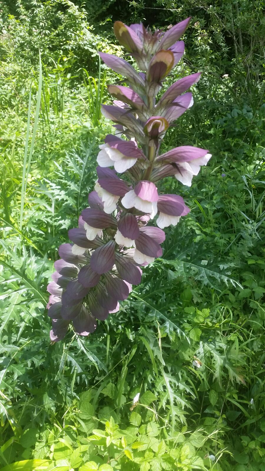 IMG-20170712-WA0000 (1).jpg