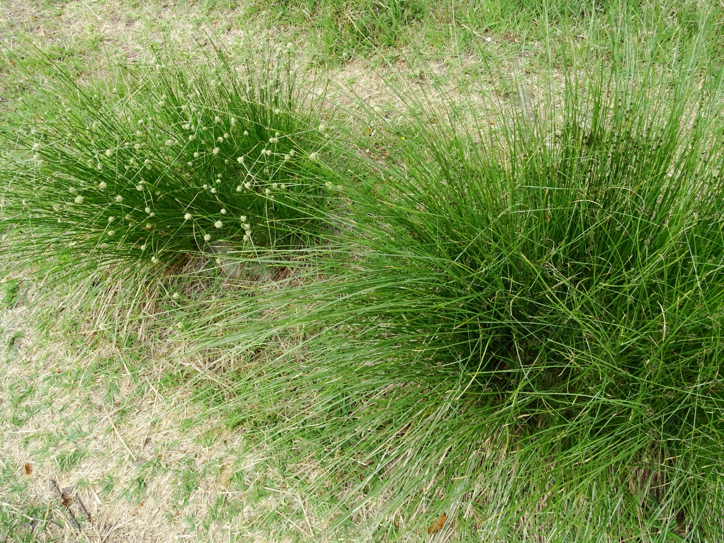 DSC05491 seewinkel scirpoides holoschoenus.JPG