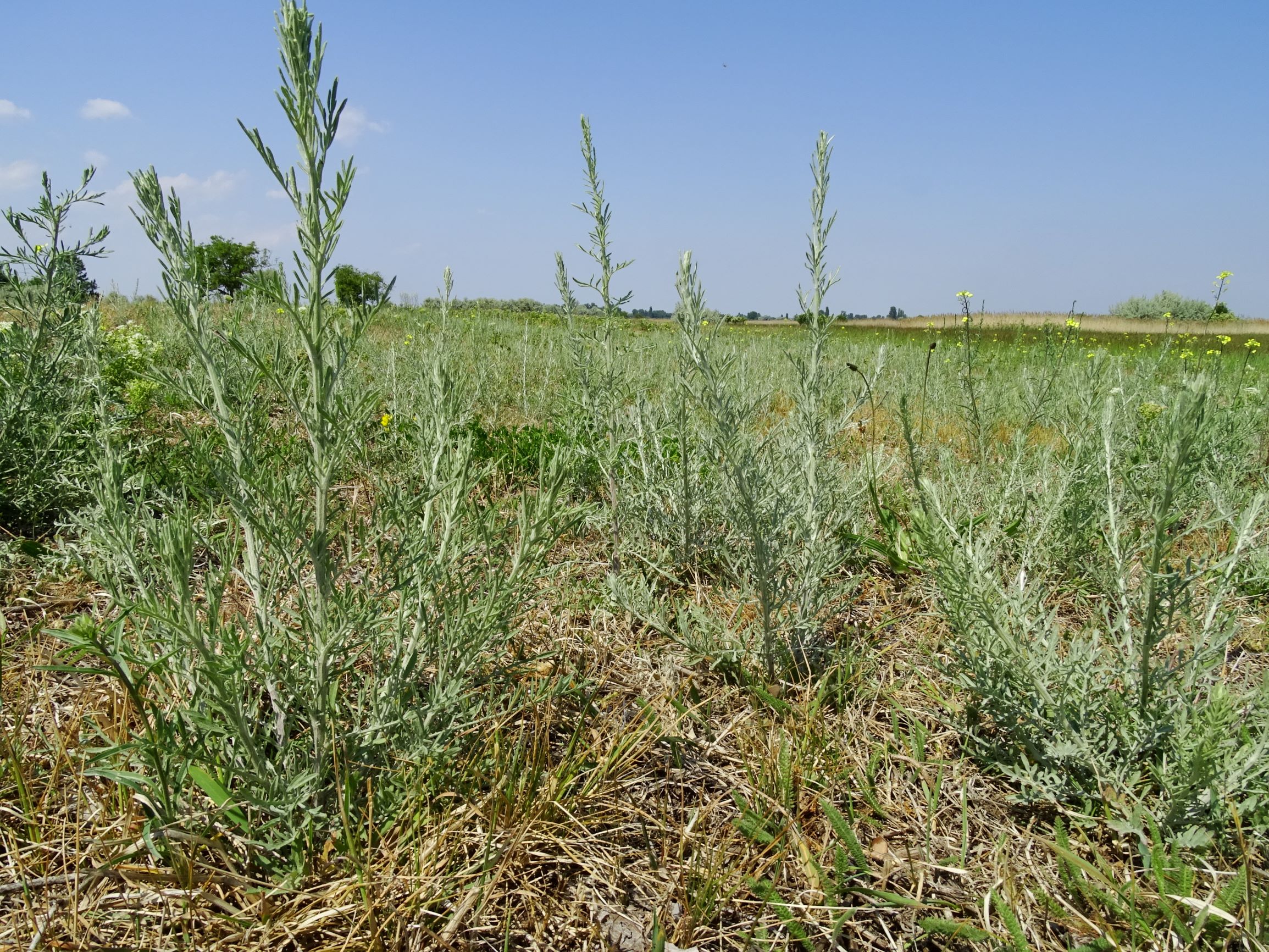 DSC06166 seewinkel centaurea stoebe, erysimum sp..JPG