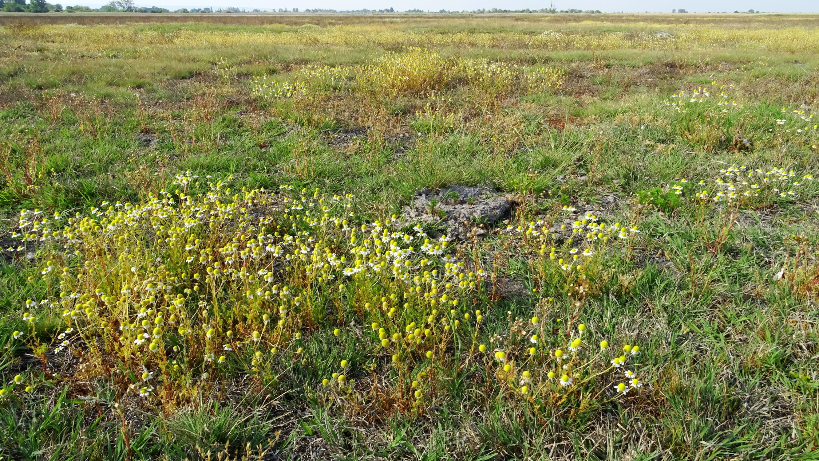 DSC06336 seewinkel illmitzer zicklacke matricaria chamomilla.JPG