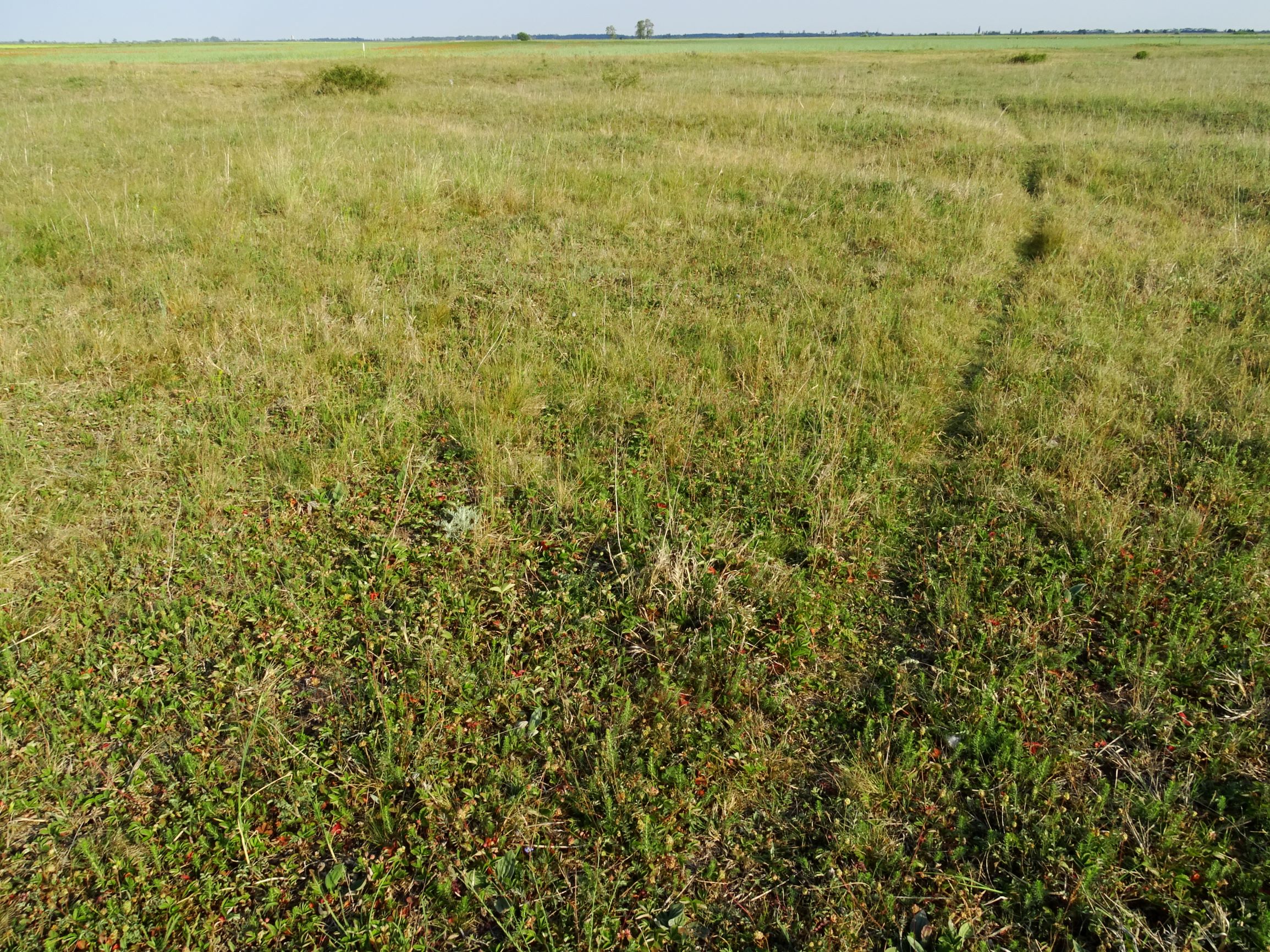 DSC06398 seewinkel o darscho steppe.JPG