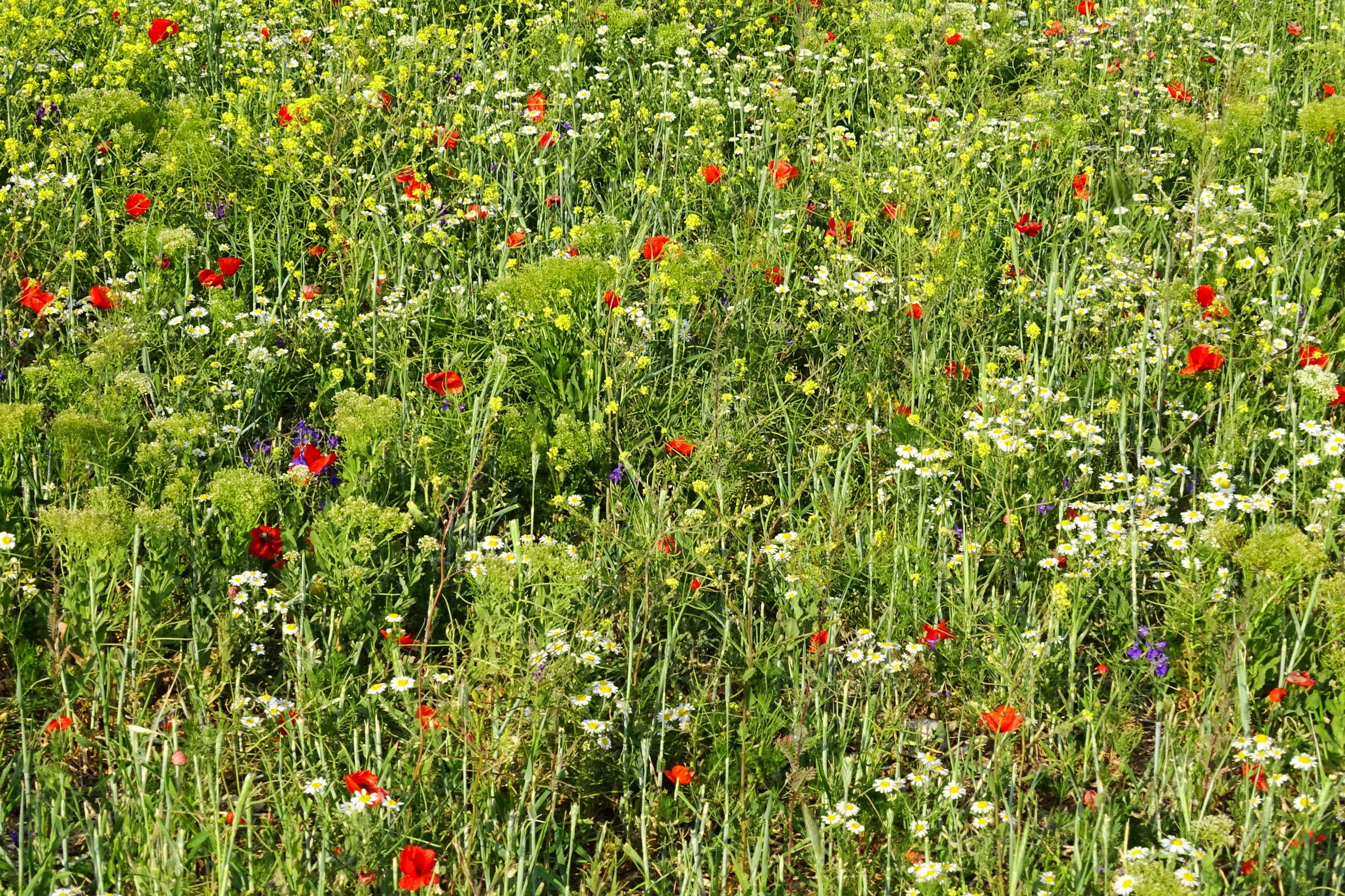 DSC06460 seewinkel o darscho consolida regalis, papaver rhoeas, lepidium draba, anthemis austriaca.JPG