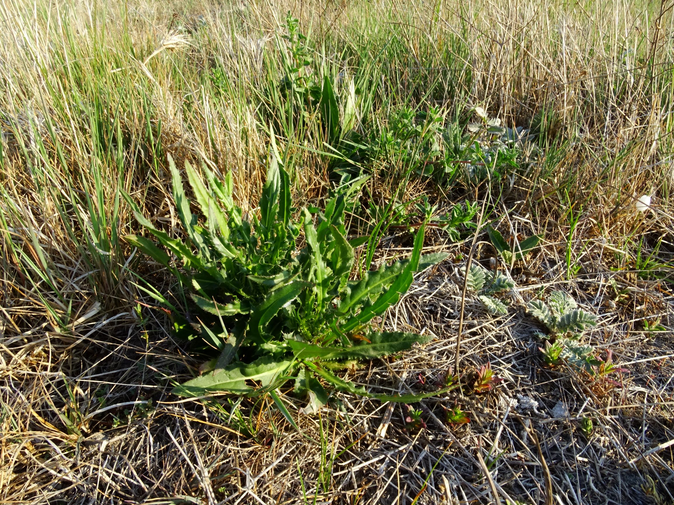 DSC06524 seewinkel lange lacke cirsium brachycephalum etc..JPG