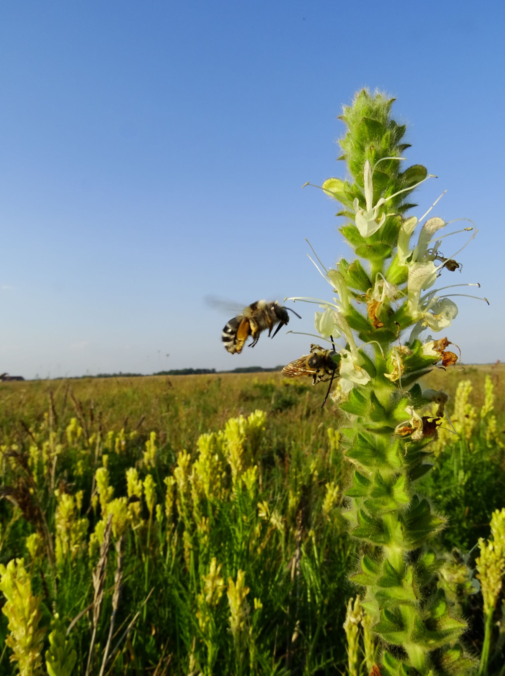DSC06586 seewinkel lange lacke salvia austriaca; langhörnige bienenart.JPG