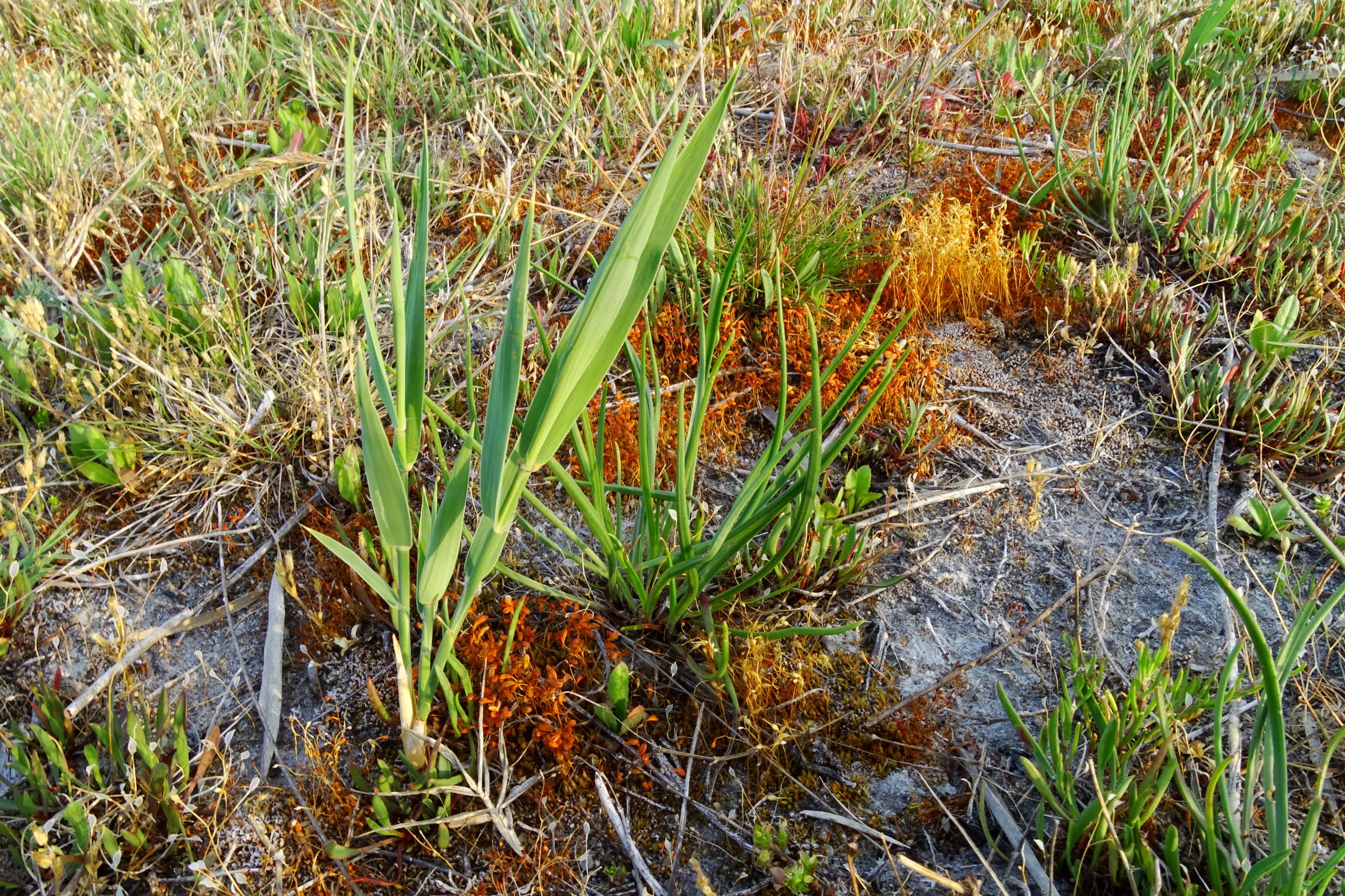 DSC06679 seewinkel lange lacke phragmites australis etc..JPG