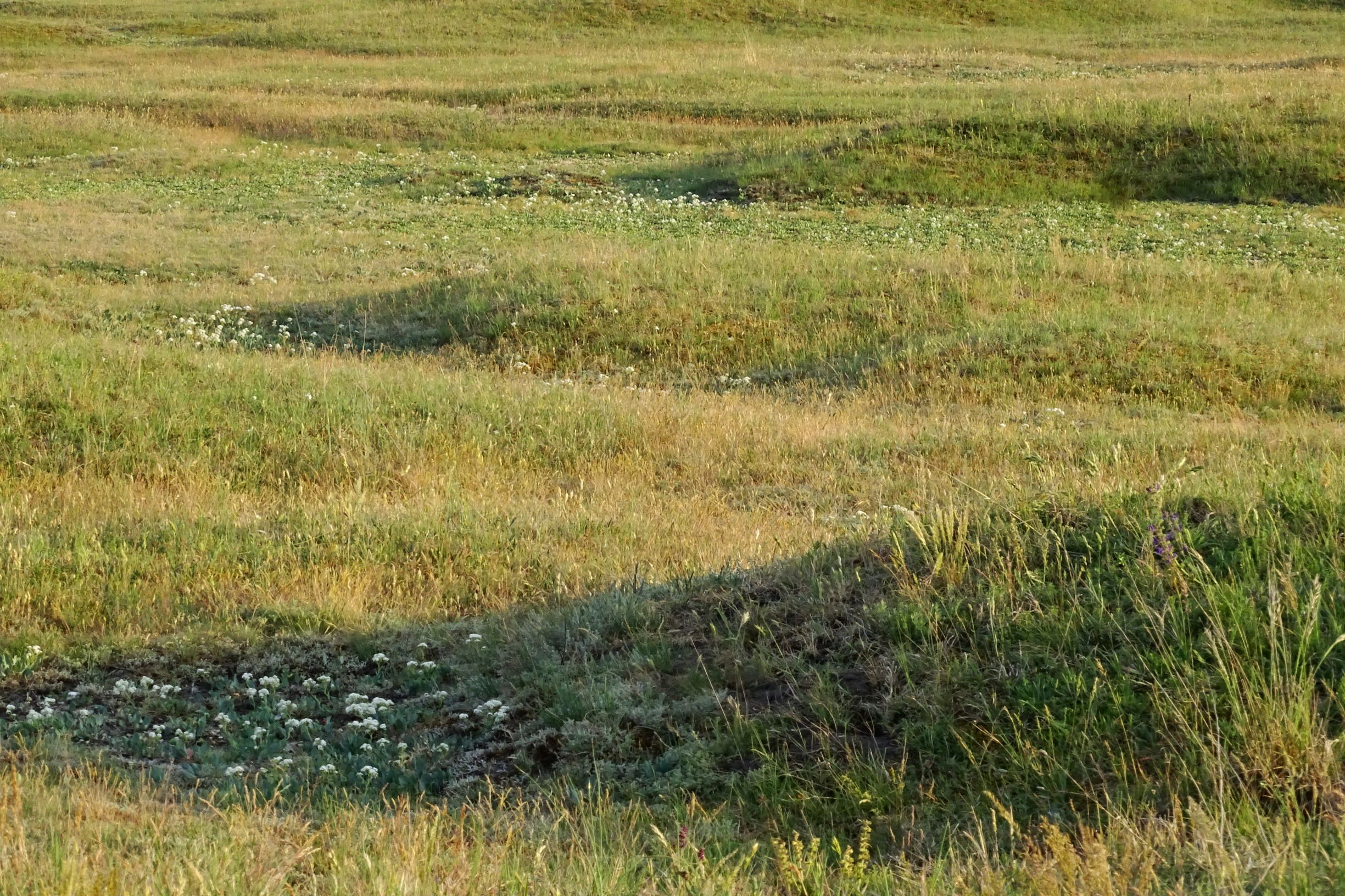 DSC06737 seewinkel lange lacke .JPG