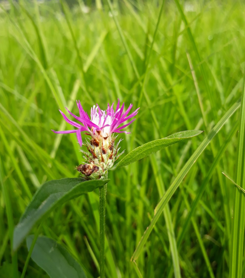 centaurea_jacea_macroptilion_cf.jpg
