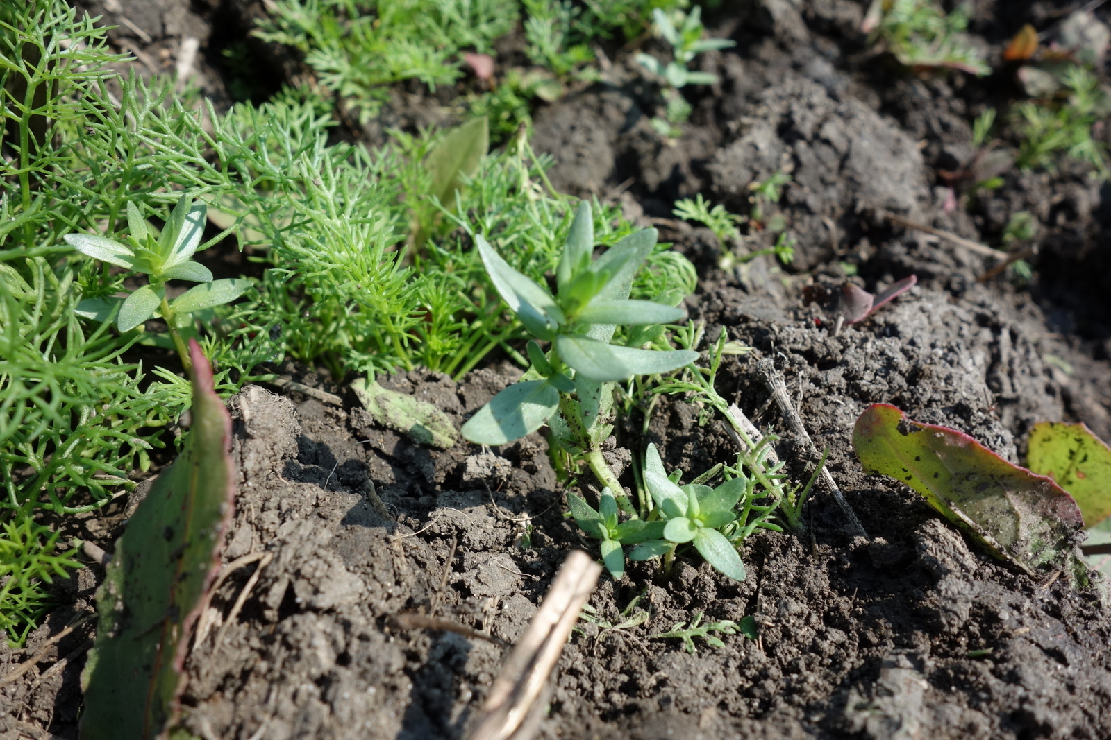 Pflanze_Marchegg_Lange Luß Mitte Schmutzer_20160907-002.JPG