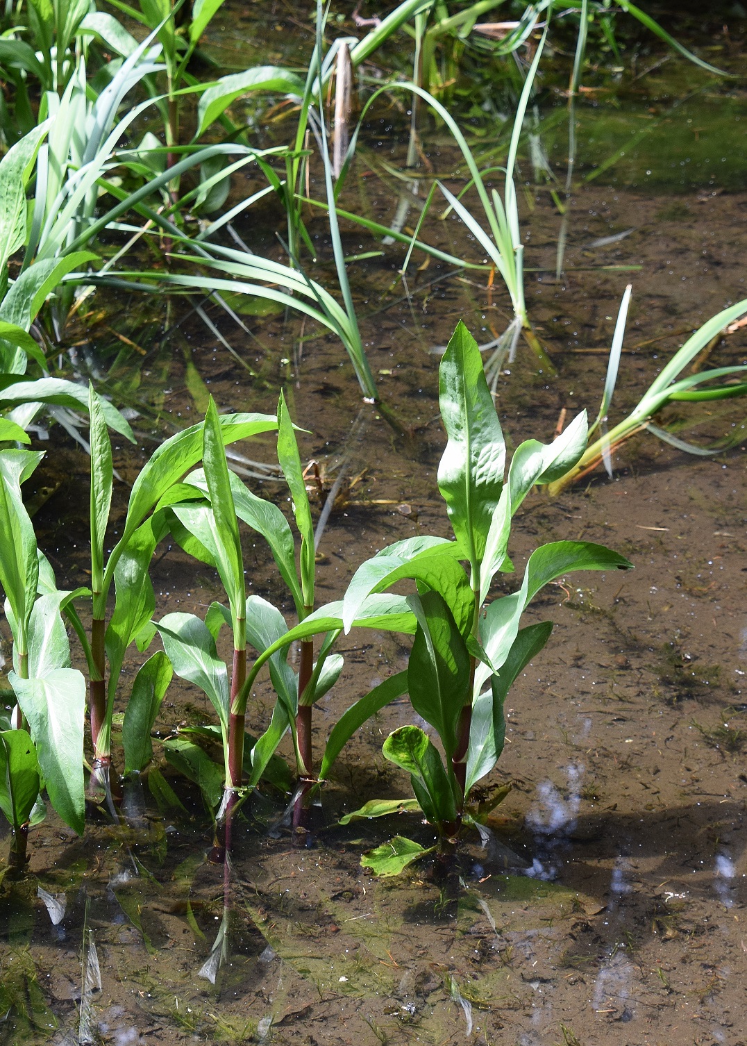 Gföhler-29052020-(35) - Weg A - unbekannt - Wasserpflanze.JPG