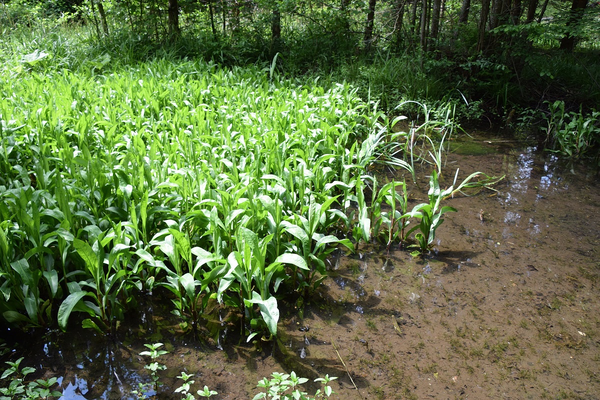 Gföhler-29052020-(34) - Weg A - unbekannt - Wasserpflanze.JPG