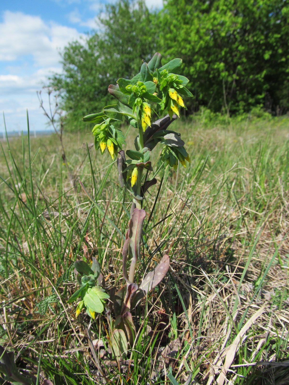 IMG_7909 Cerinthe minor (Kleine Wachsblume), Stotzing.JPG