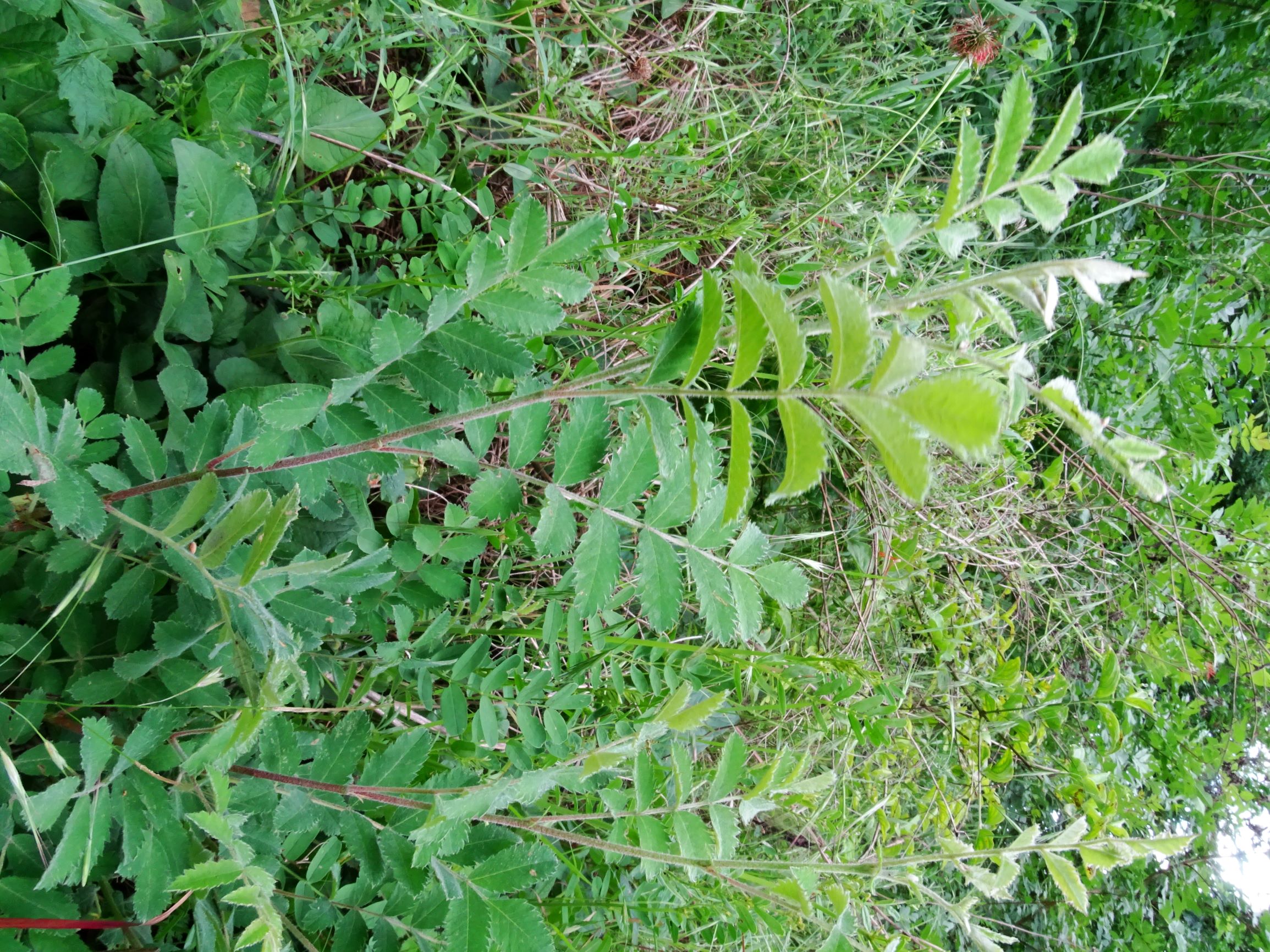 DSC00184 jois sorbus sp..JPG