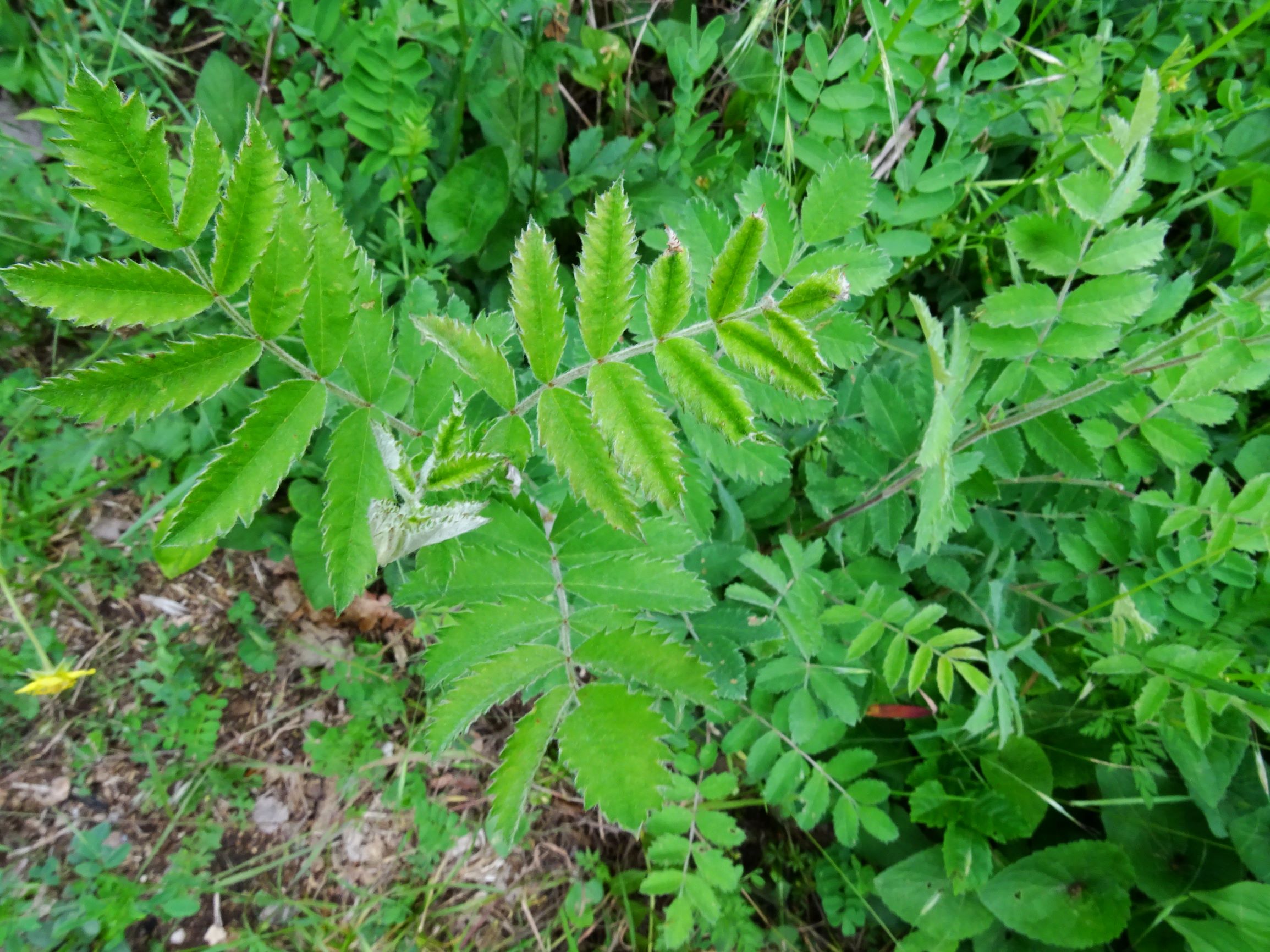 DSC00188 jois sorbus sp..JPG