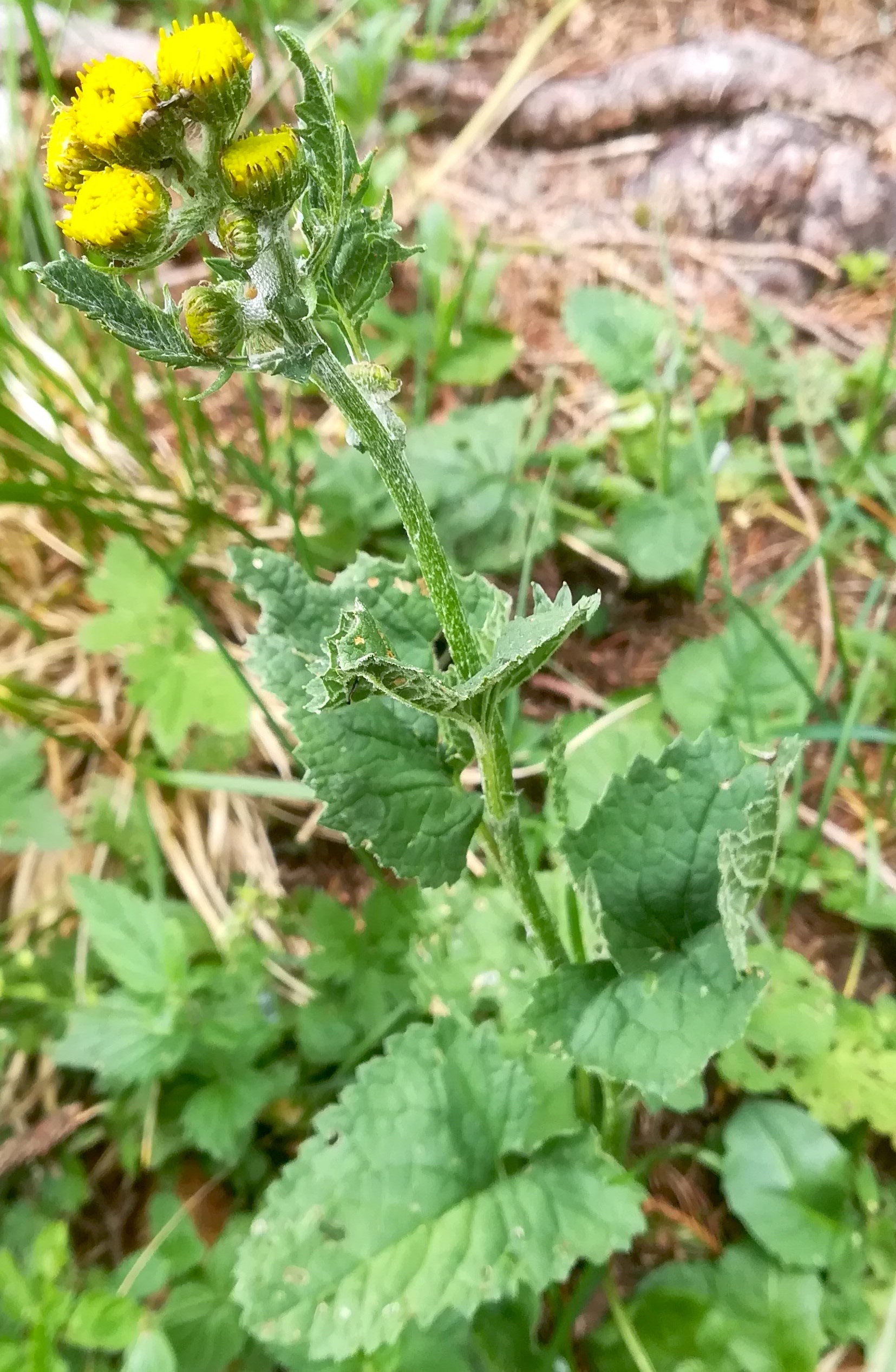 senecio subalpinus rax bergstation - otto-haus_20190705_101123.jpg