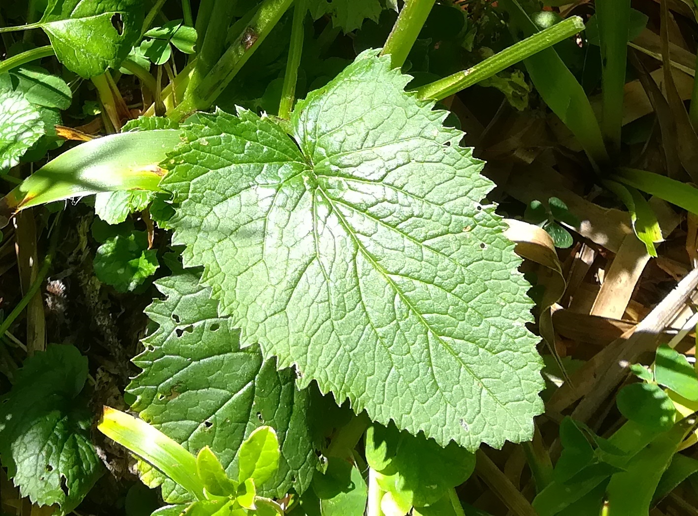 senecio subalpinus rax törlweg zw. bergstation seilbahn und törlkopf_20180720_122540.jpg
