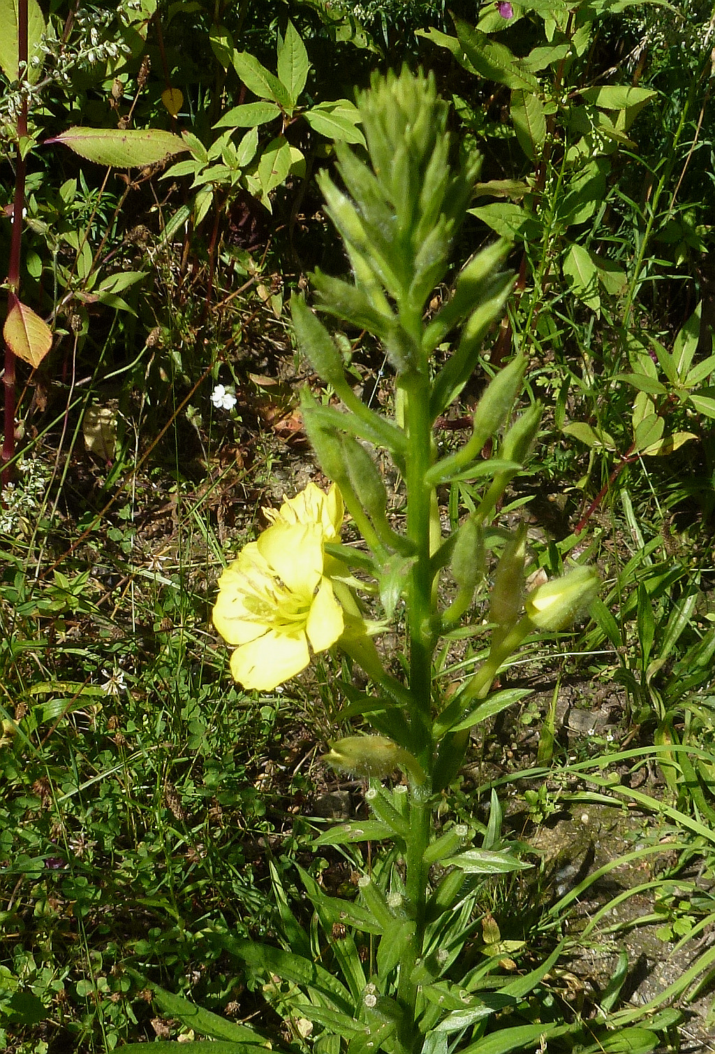 P1470681 Oenothera parviflora.jpg