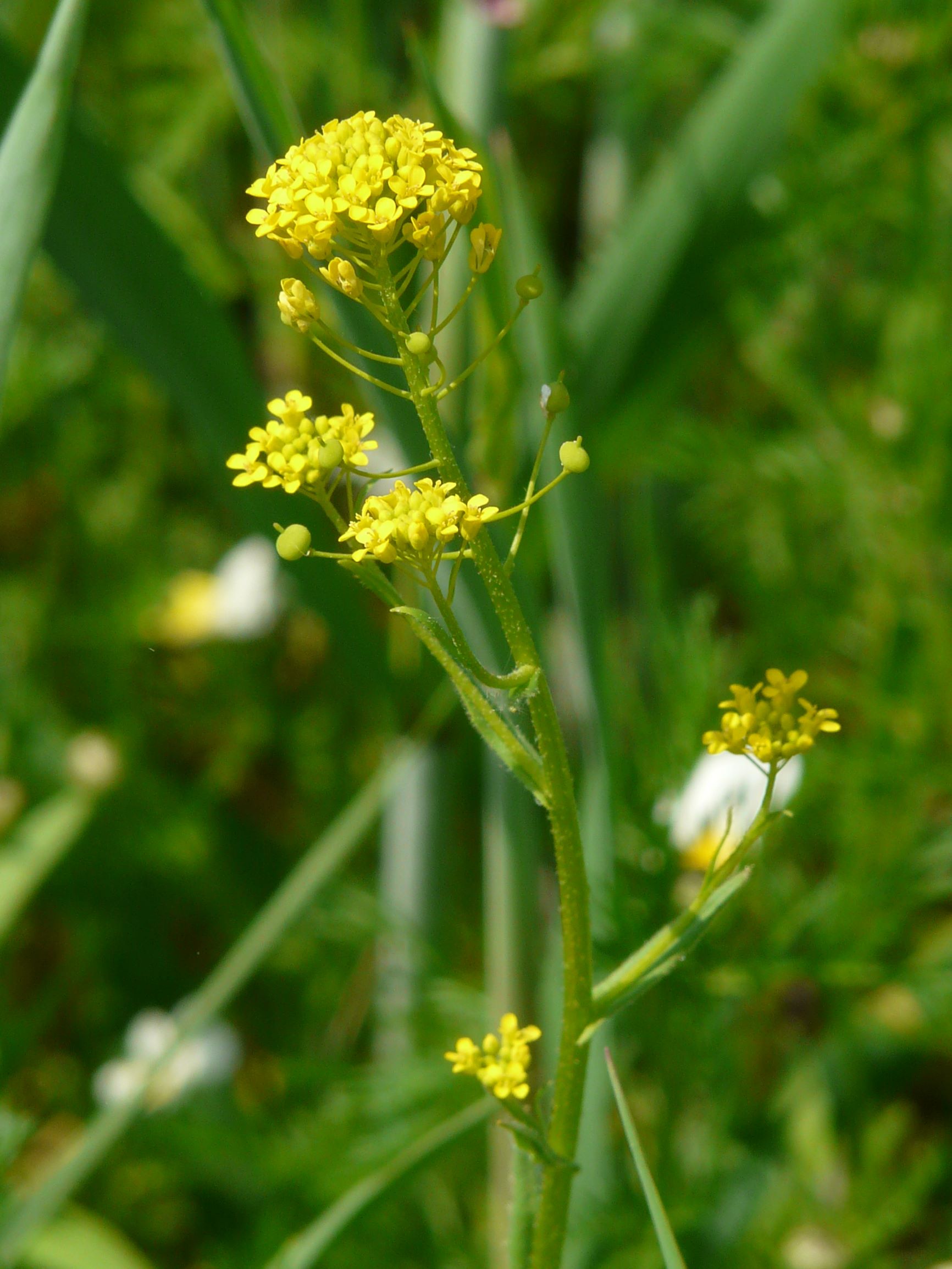 P1080211 neslia paniculata.JPG