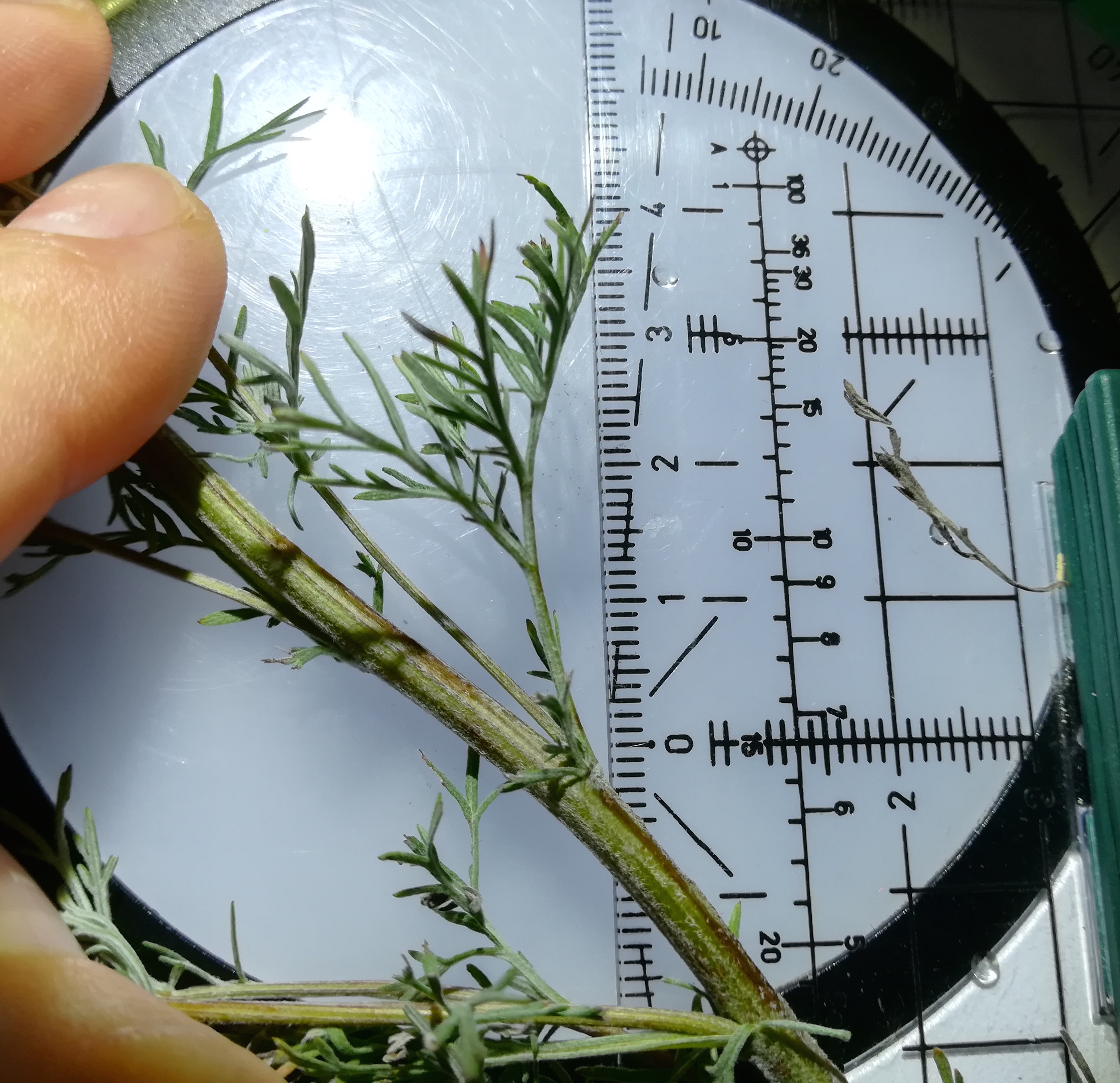 artemisia pontica SO rauchenwarth_20170810_175800.jpg