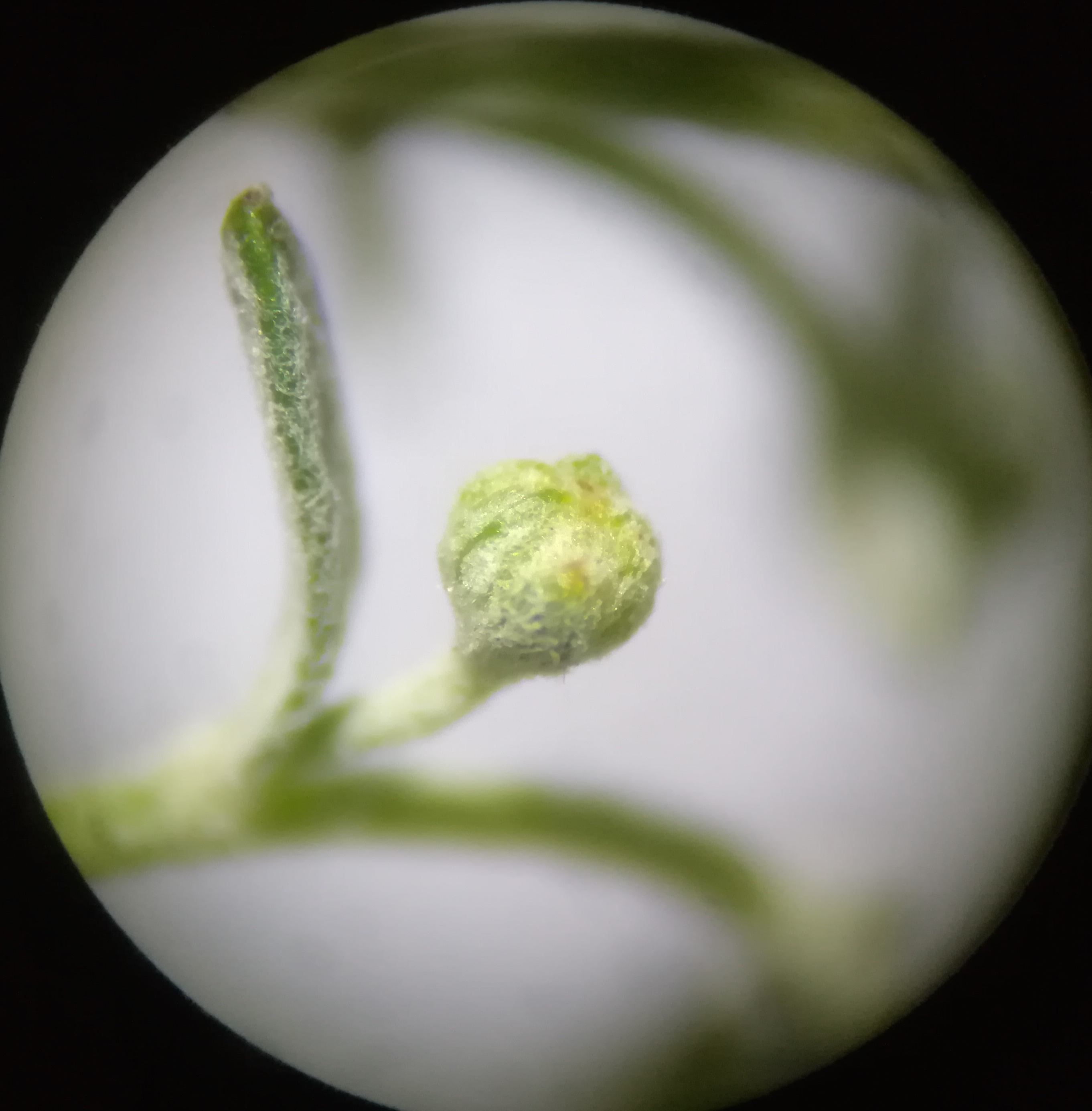 artemisia pontica SO rauchenwarth_20170810_180151.jpg