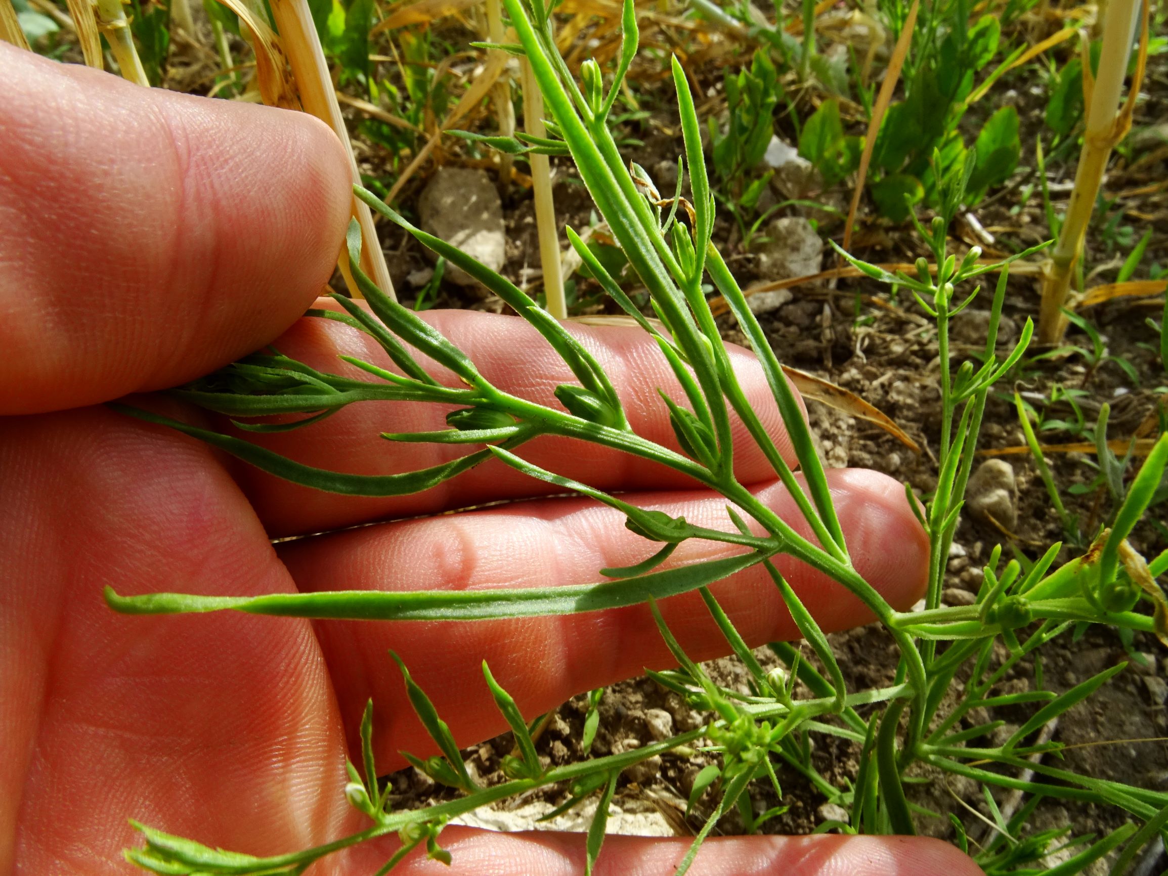 DSC01857 bb segetal thesium sp.JPG