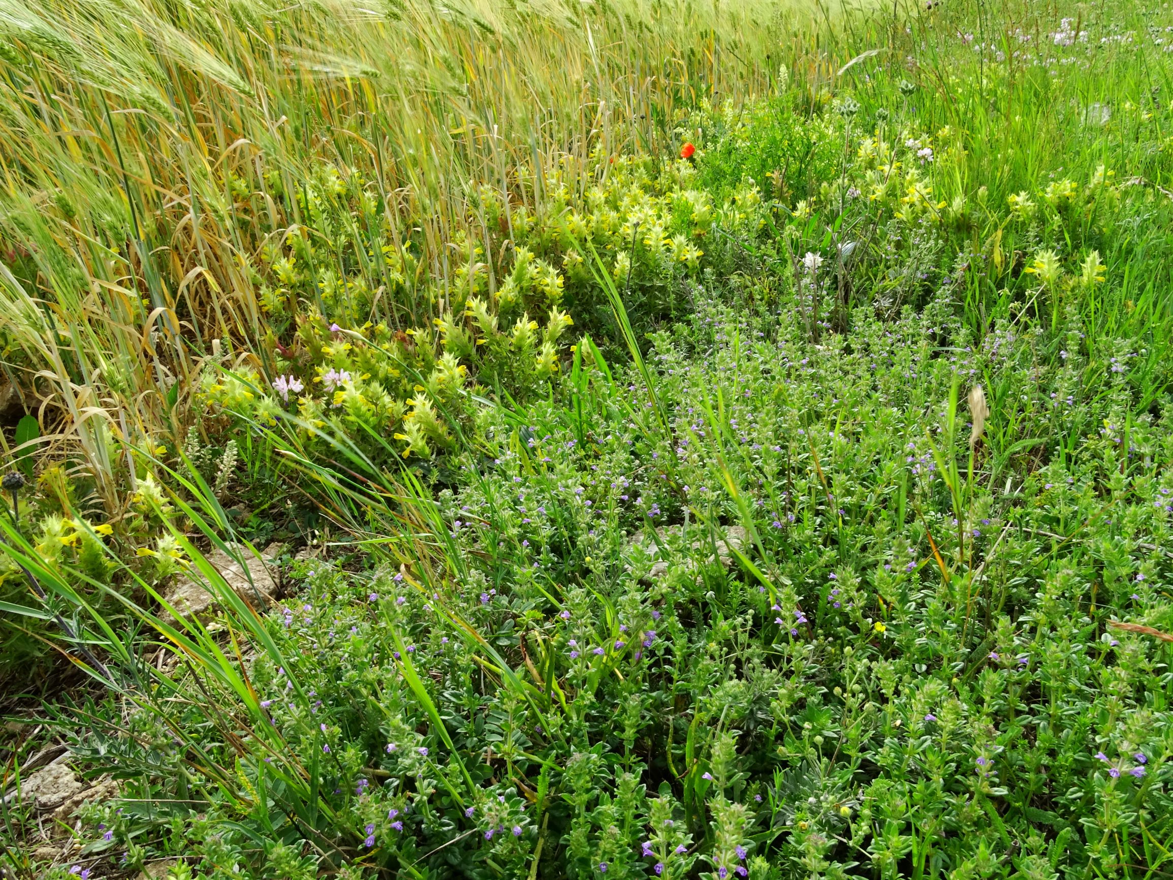 DSC01907 bb (sub)segetal clinopodium acinos, melampyrum barbatum.JPG