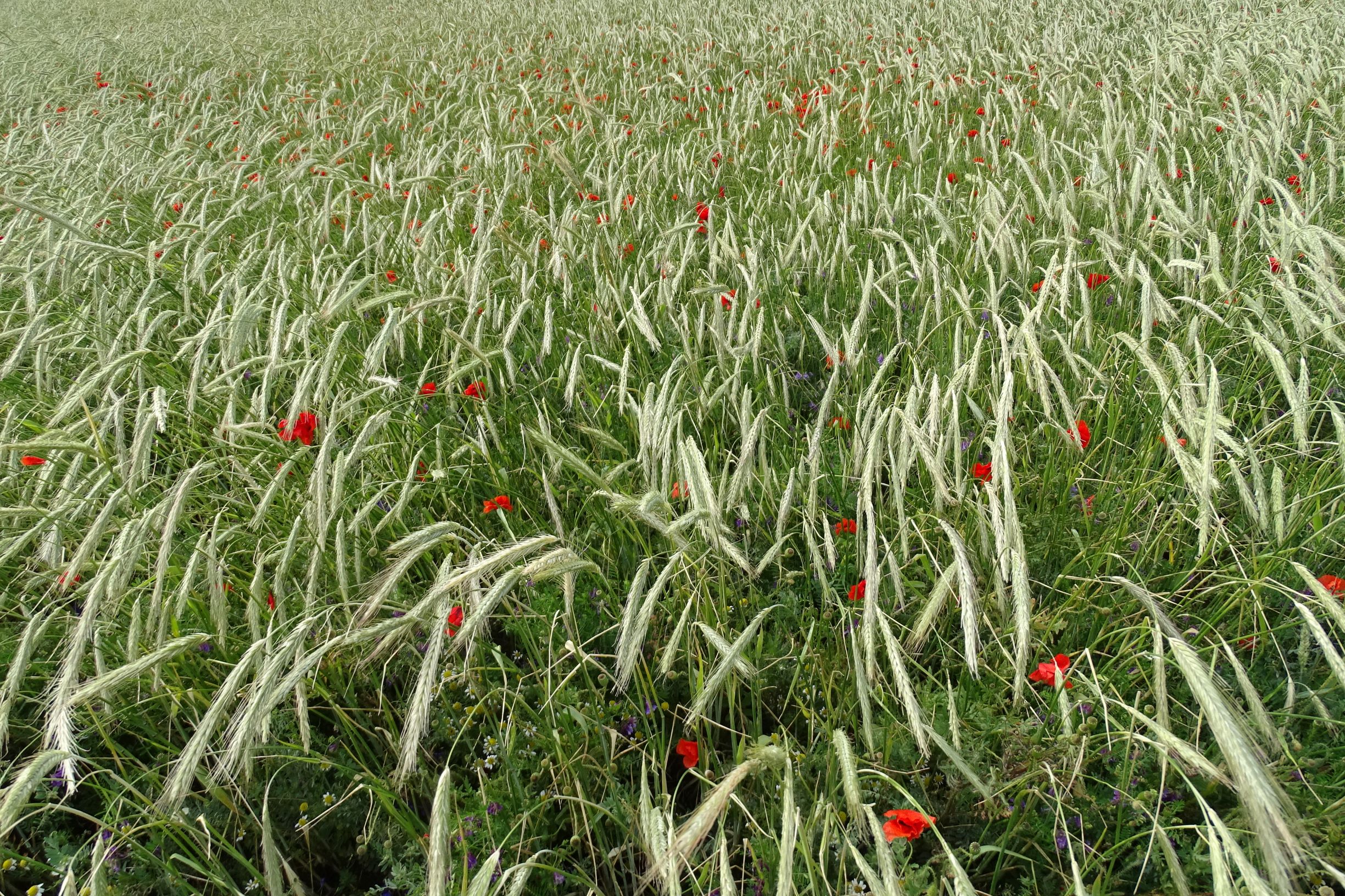 DSC01943 bb segetal papaver rhoeas.JPG