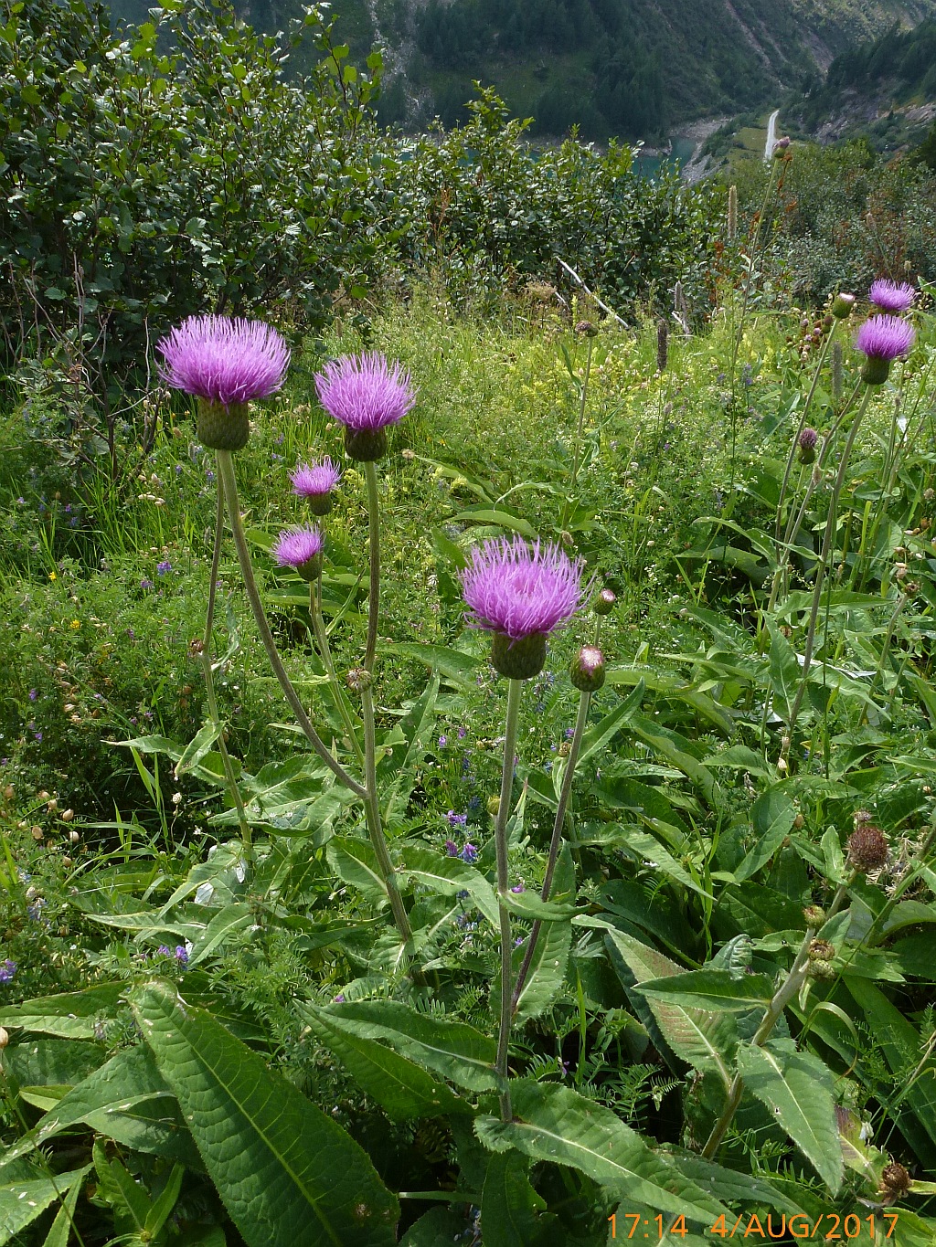 1-1P1480259 cirsum-welches canum frg.jpg