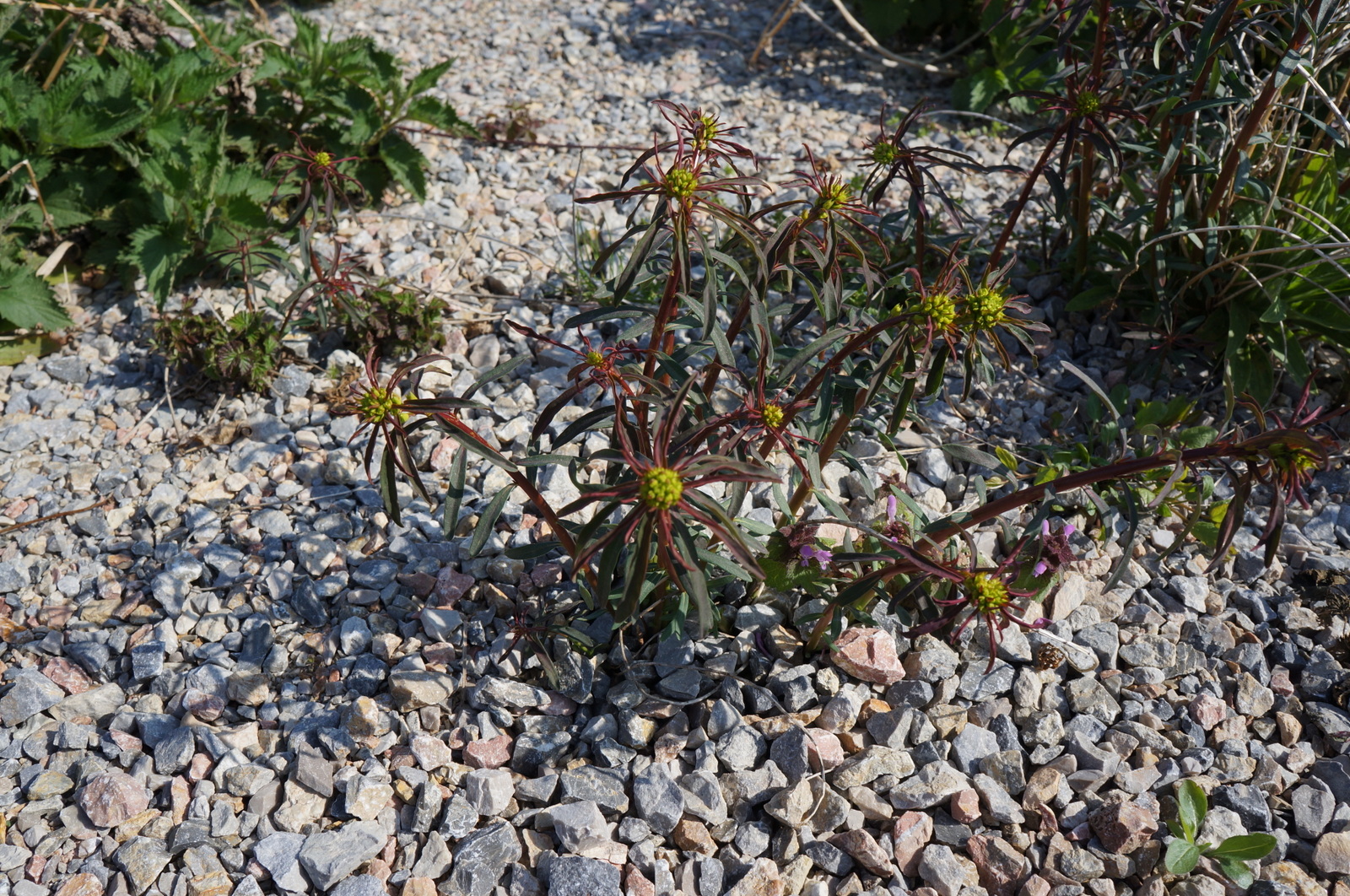 Euphorbia cf. griffithii_Simmering_Otmar-Brix-Gasse_20150412 (2).JPG