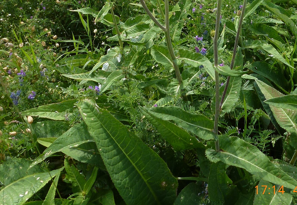 1-3P1480259 blätter as.jpg