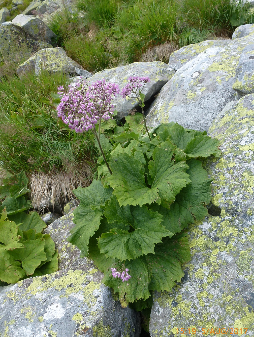 P1480590 Kalk-Frg-Alpendost.JPG