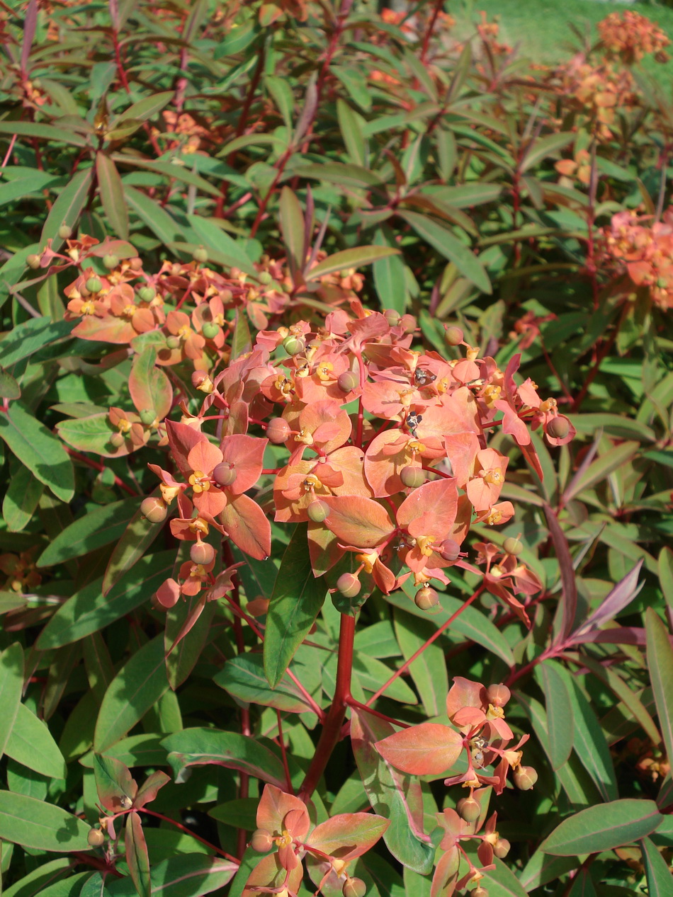 Euphorbia.griffithii.cvar.Himalaya.Boga.Innsbru..JPG