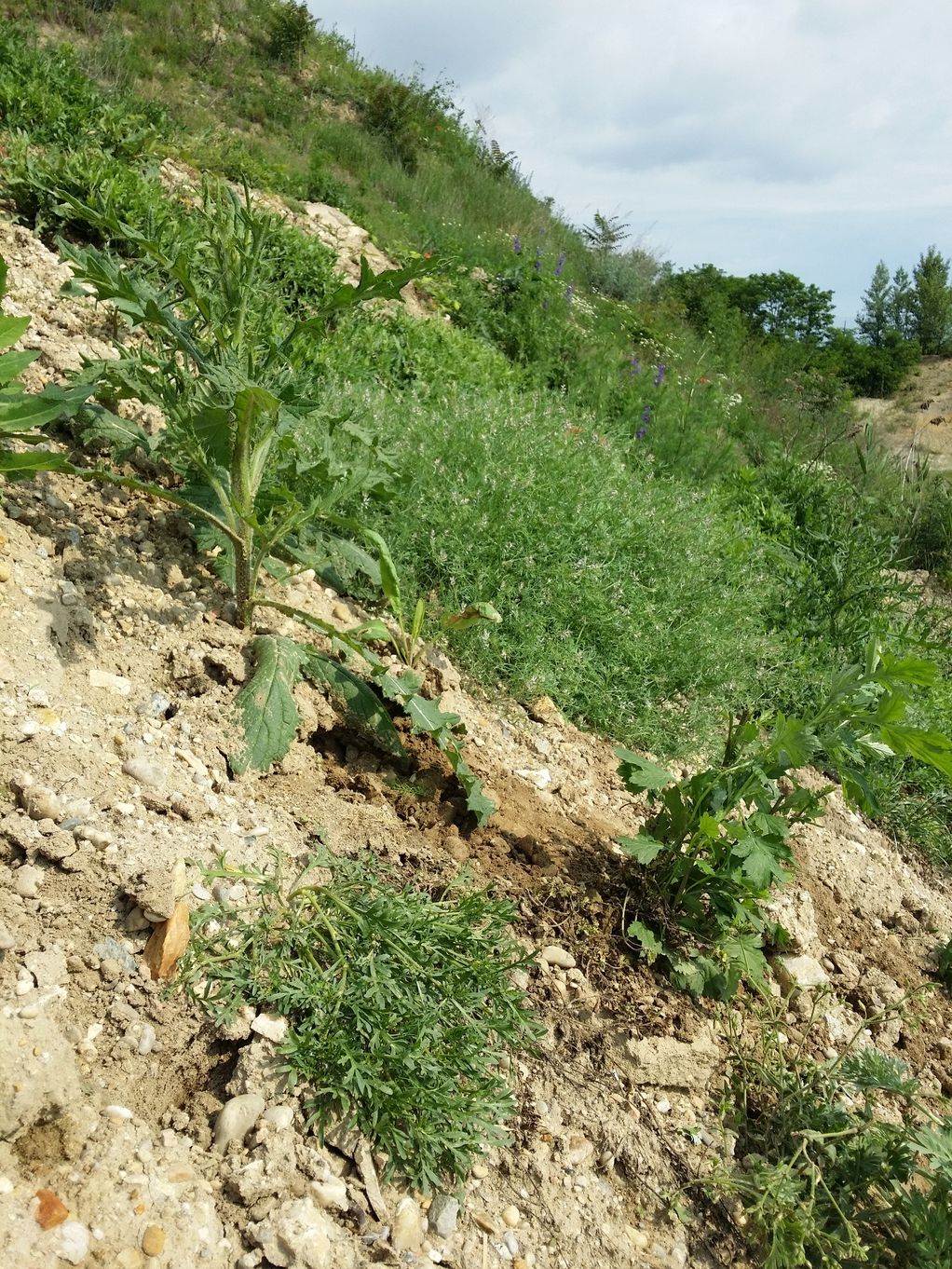 20200614_093155.jpg