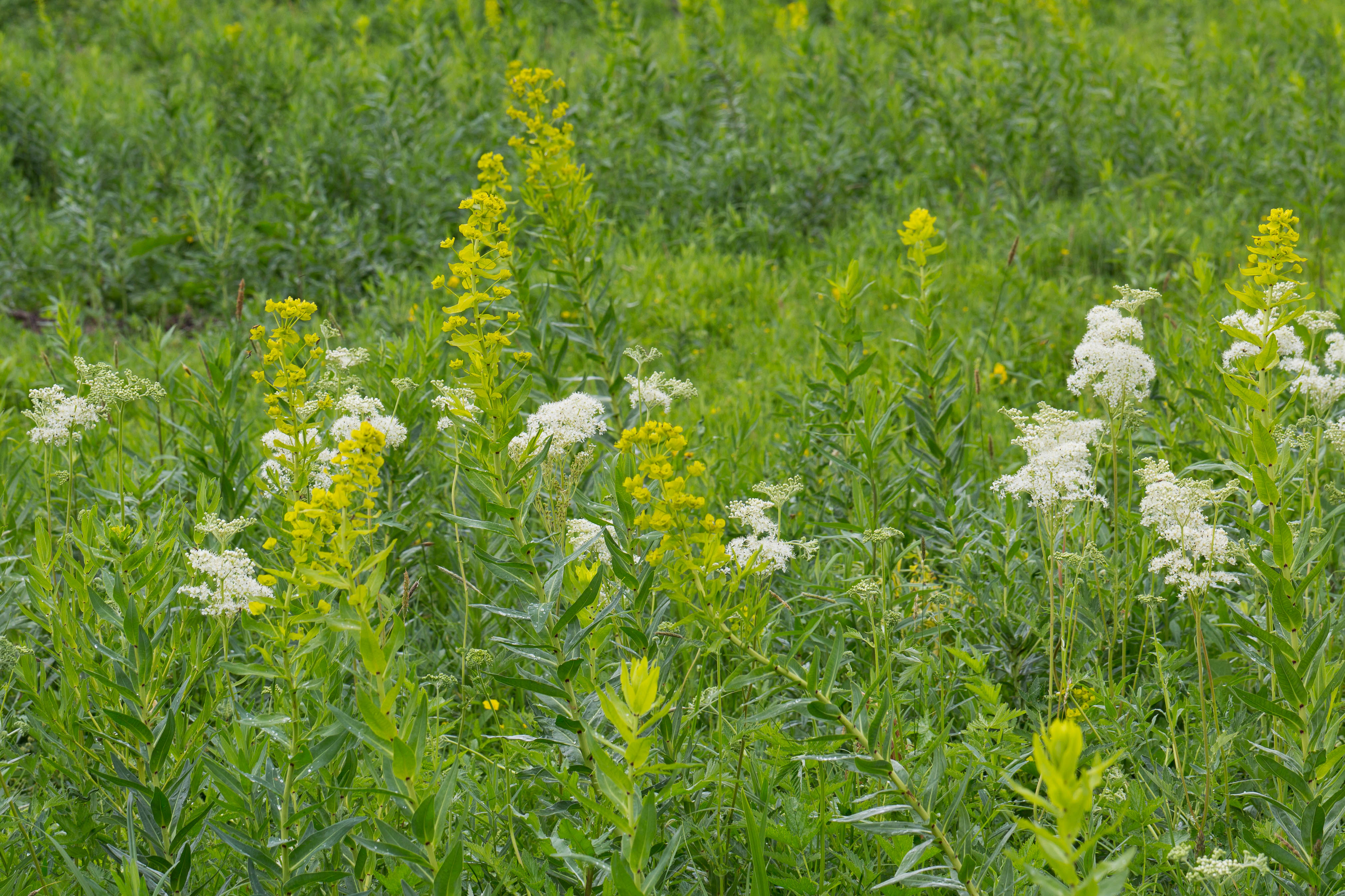 Euphorbiaceae_Euphorbia lucida 2-2.jpg