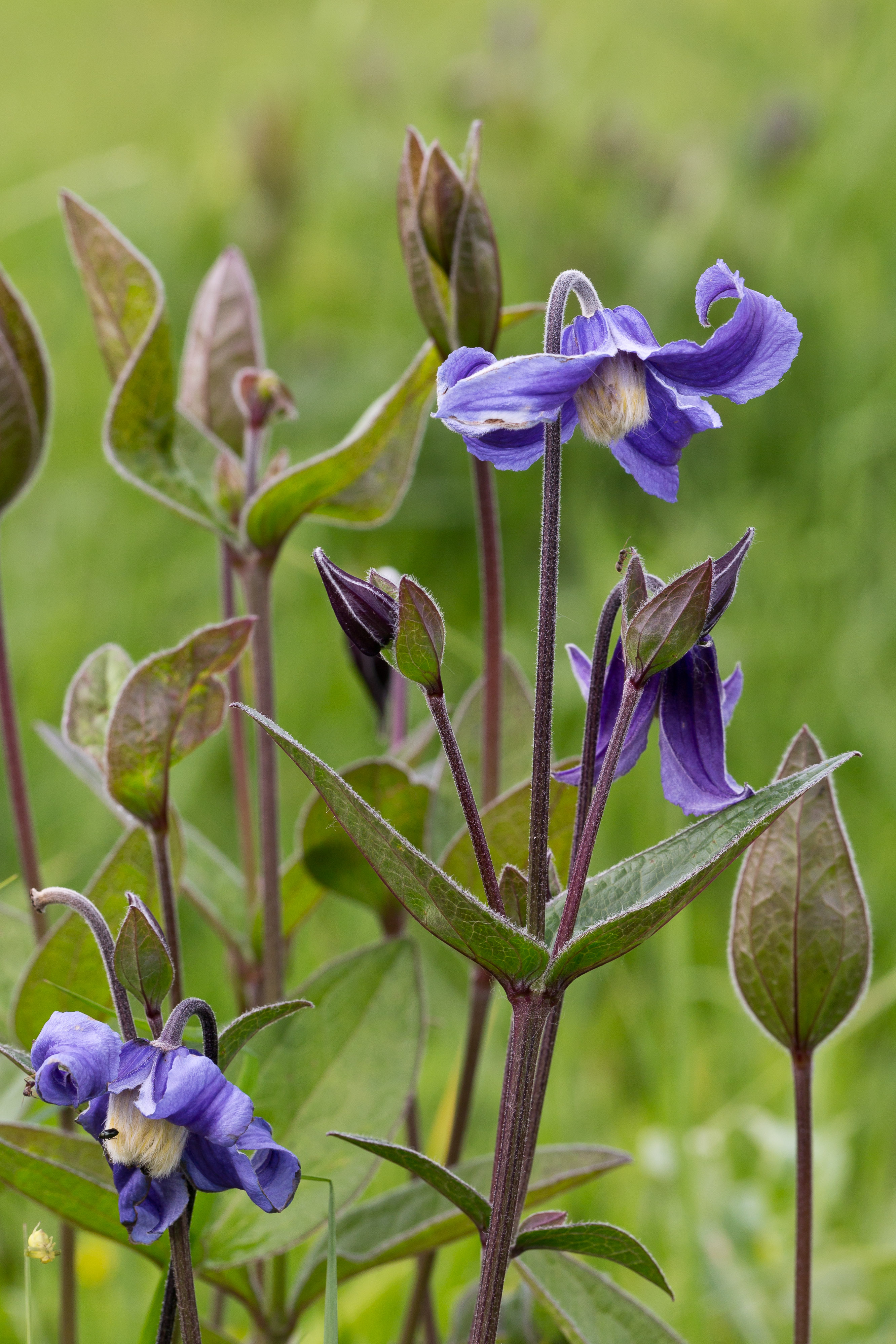 Ranunculaceae_Clematis integrifolia 1-2.jpg