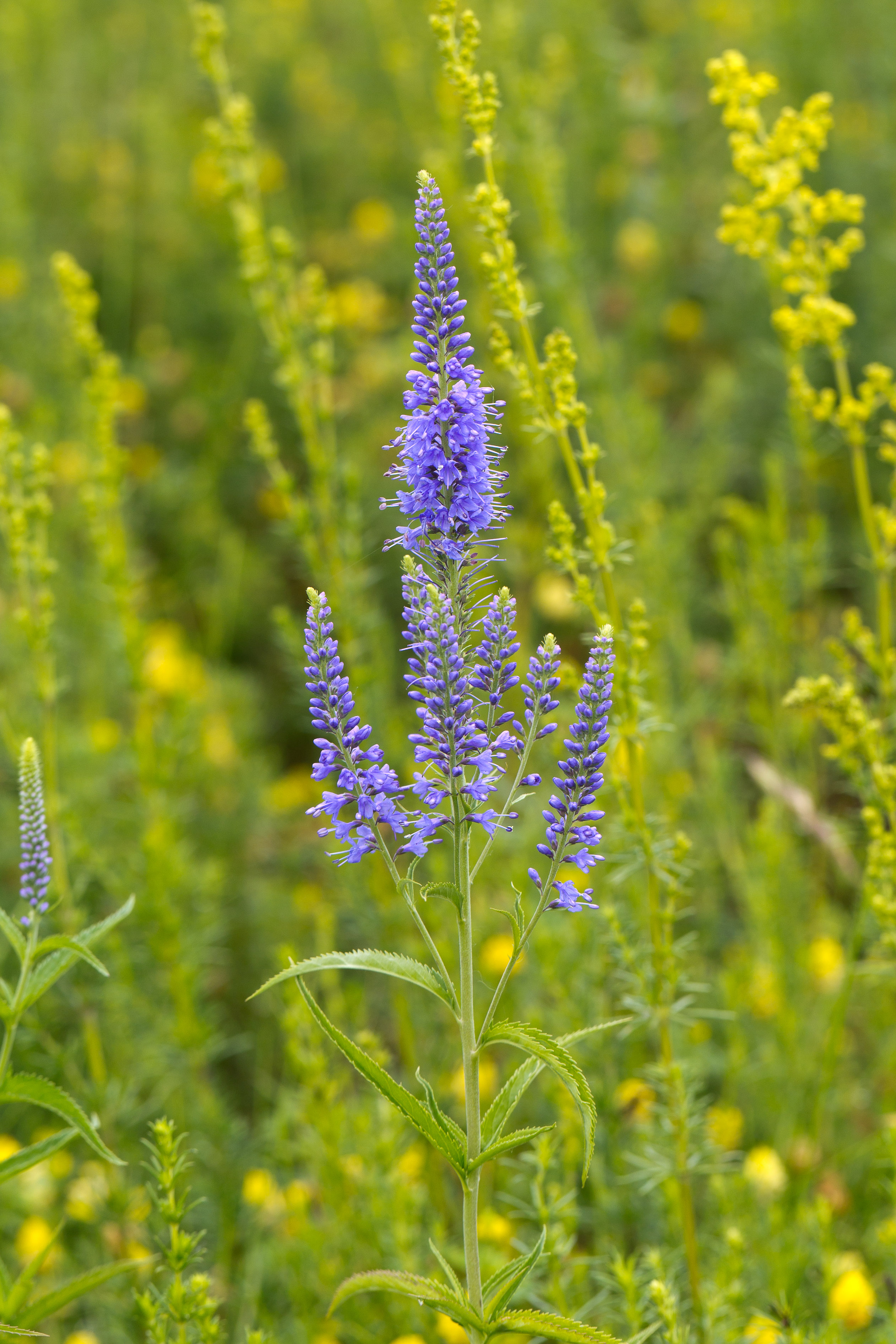 Antirrhinaceae_Veronica maritima 1-2.jpg