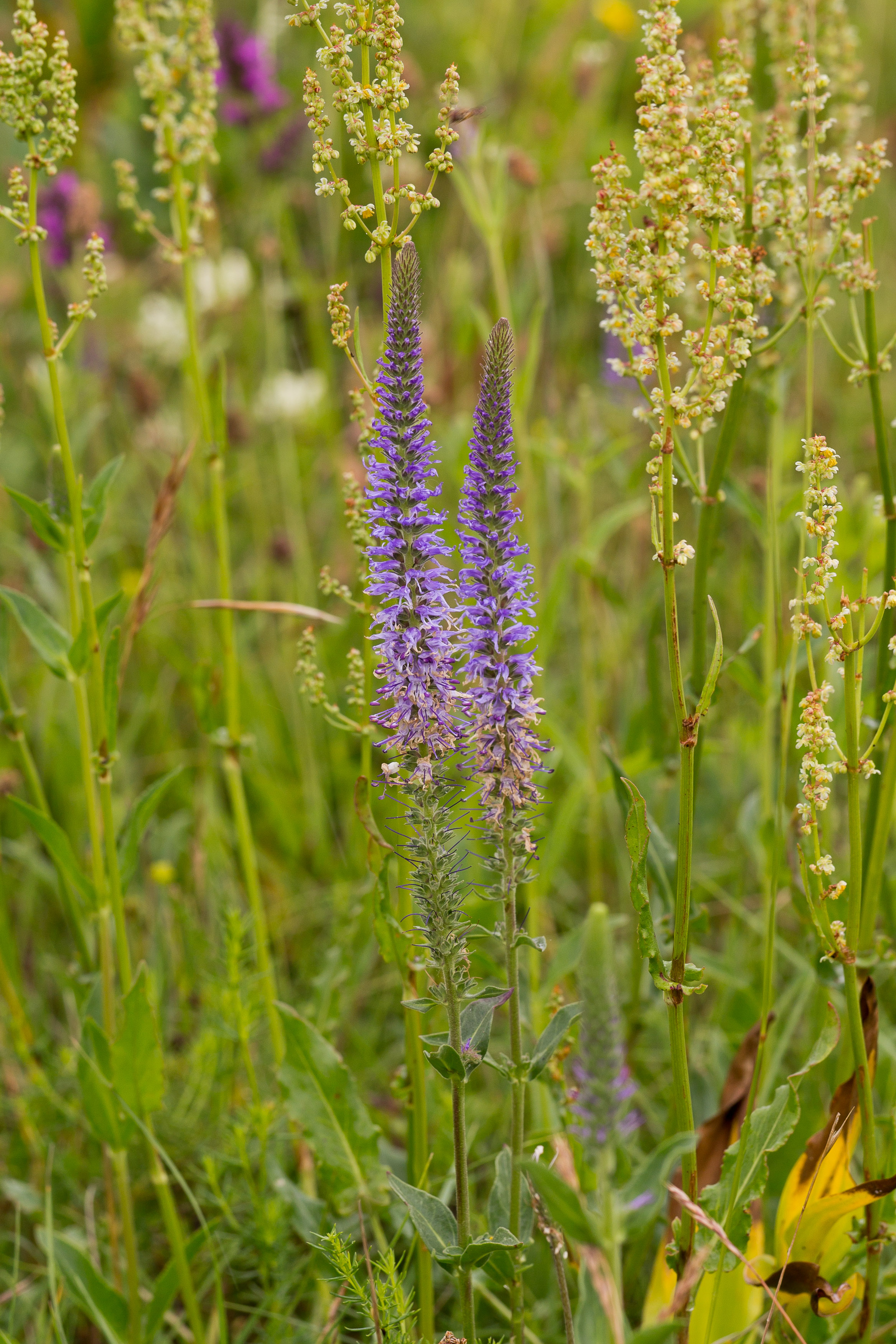 Antirrhinaceae_Veronica orchidea 1-2.jpg