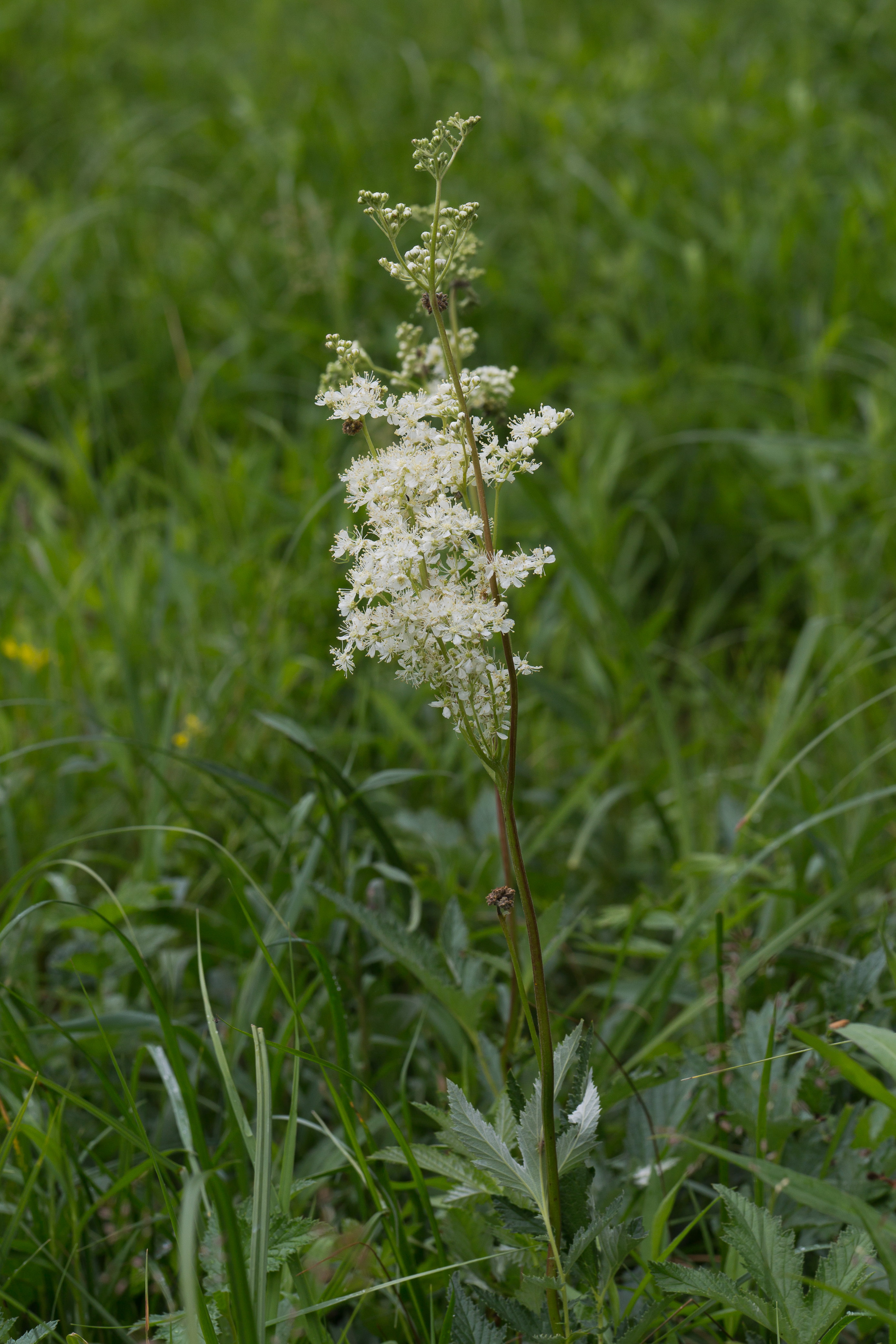 Rosaceae_Filipendula ulmaria picbaueri 1-2.jpg